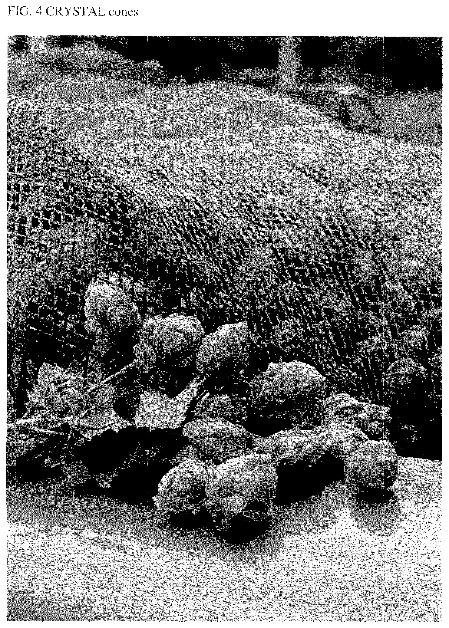 Patent USPP037300 Figure 4 – Hop plant named ‘Greenmont Mother’
