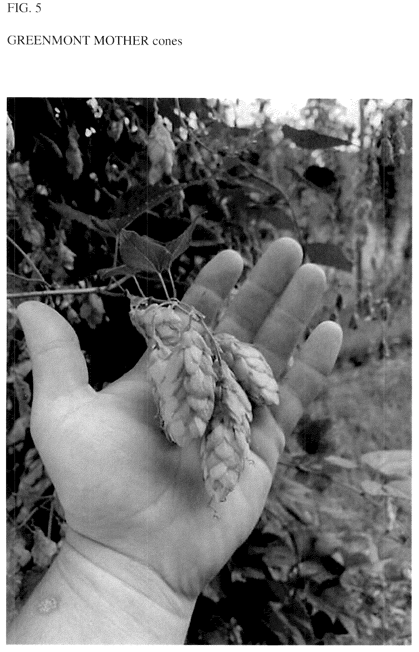 Patent USPP037300 Figure 5 – Hop plant named ‘Greenmont Mother’