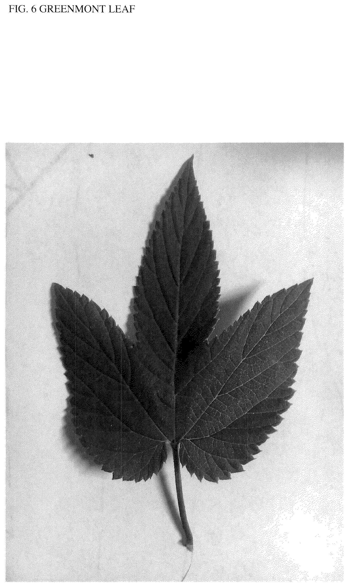 Patent USPP037300 Figure 6 – Hop plant named ‘Greenmont Mother’