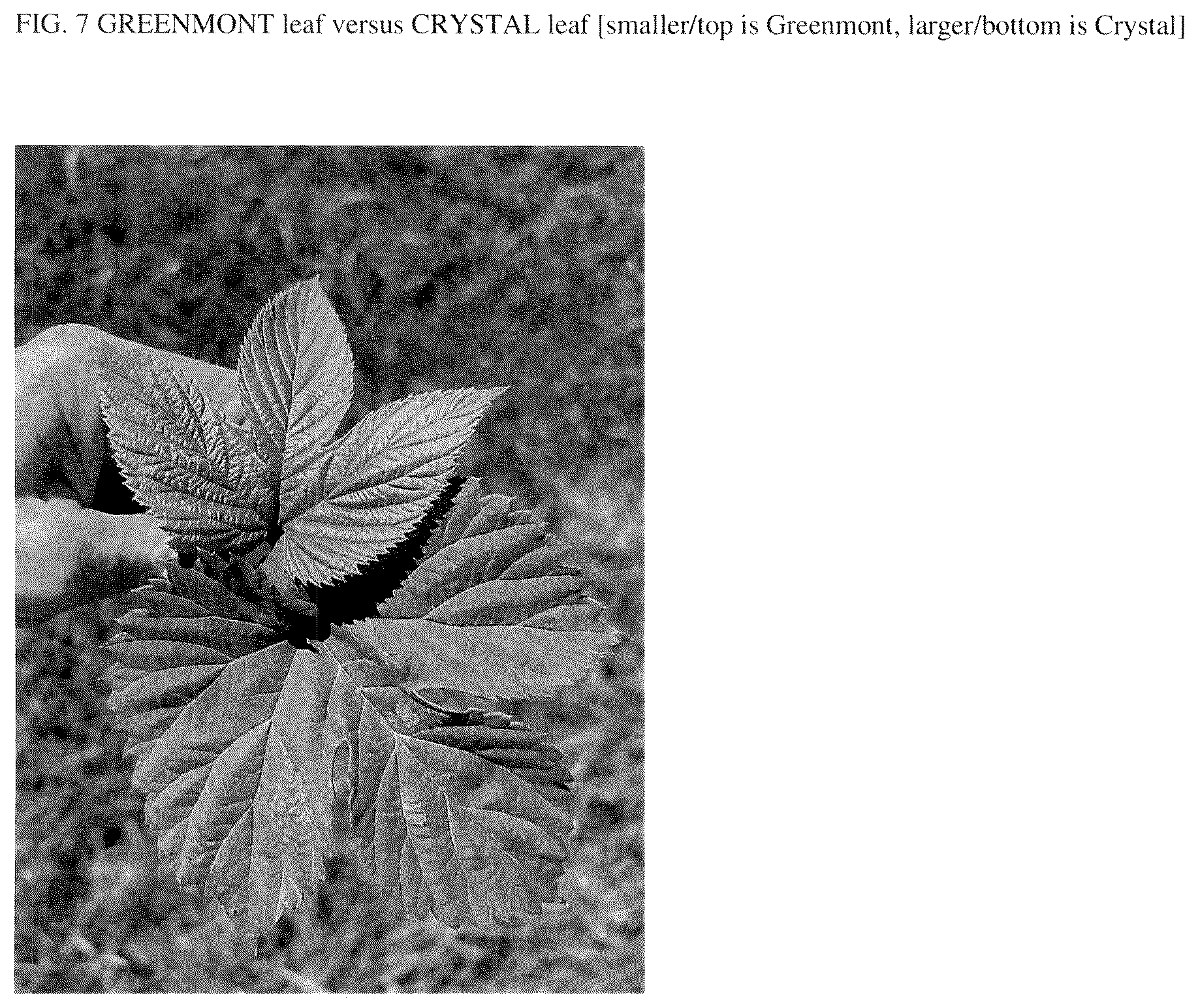 Patent USPP037300 Figure 7 – Hop plant named ‘Greenmont Mother’