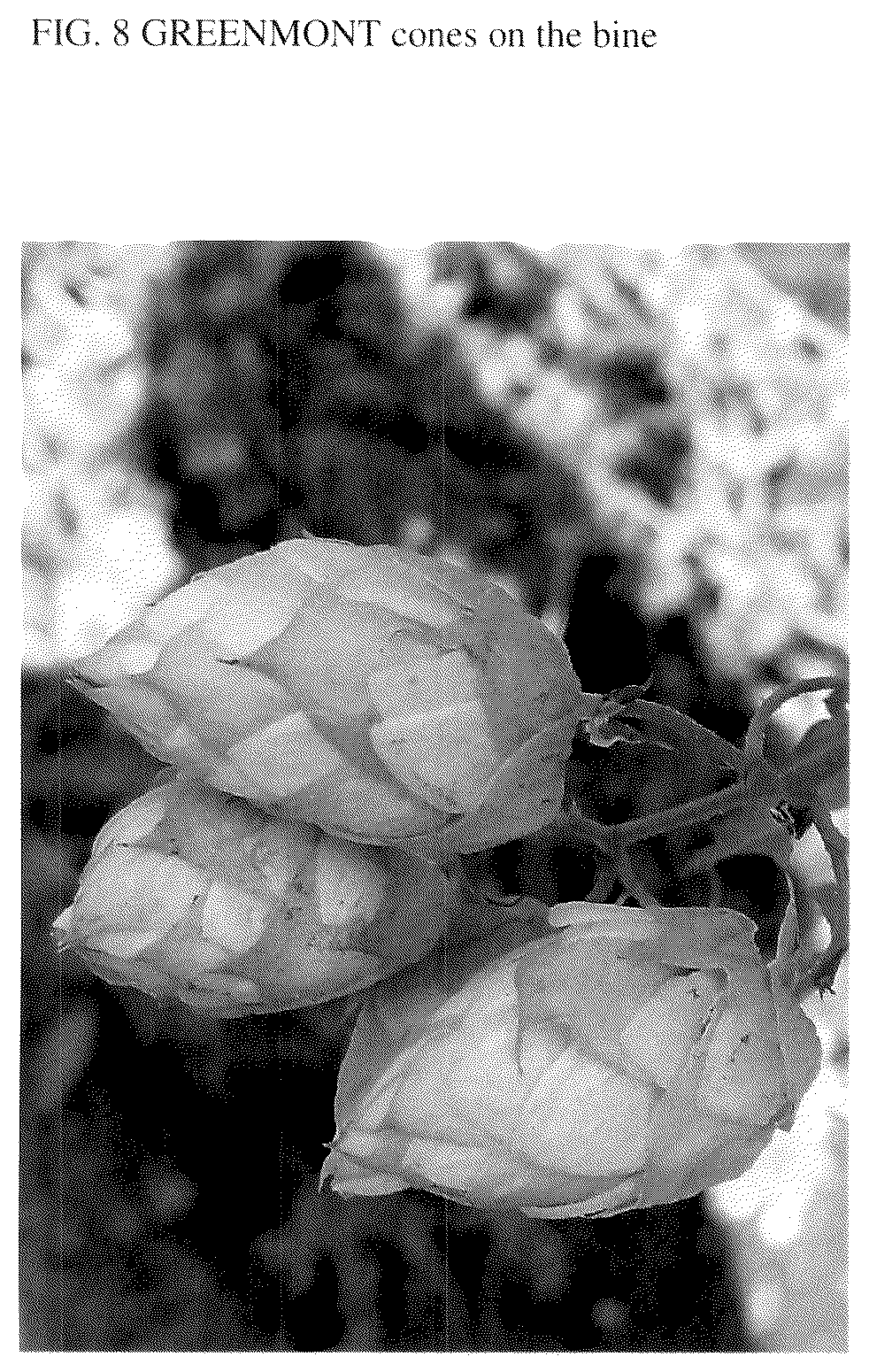 Patent USPP037300 Figure 8 – Hop plant named ‘Greenmont Mother’