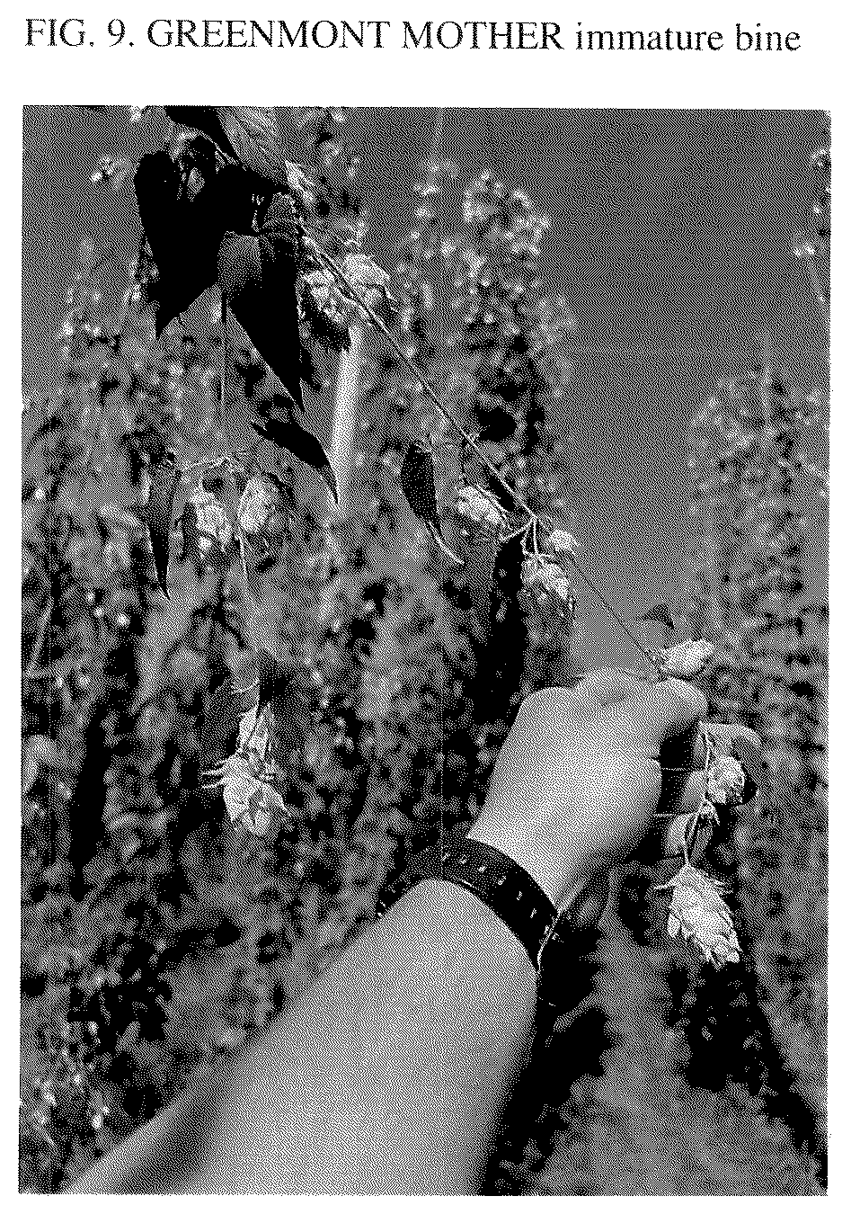 Patent USPP037300 Figure 9 – Hop plant named ‘Greenmont Mother’
