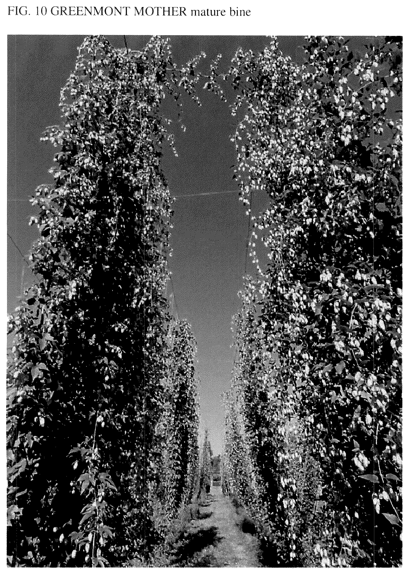 Patent USPP037300 Figure 10 – Hop plant named ‘Greenmont Mother’