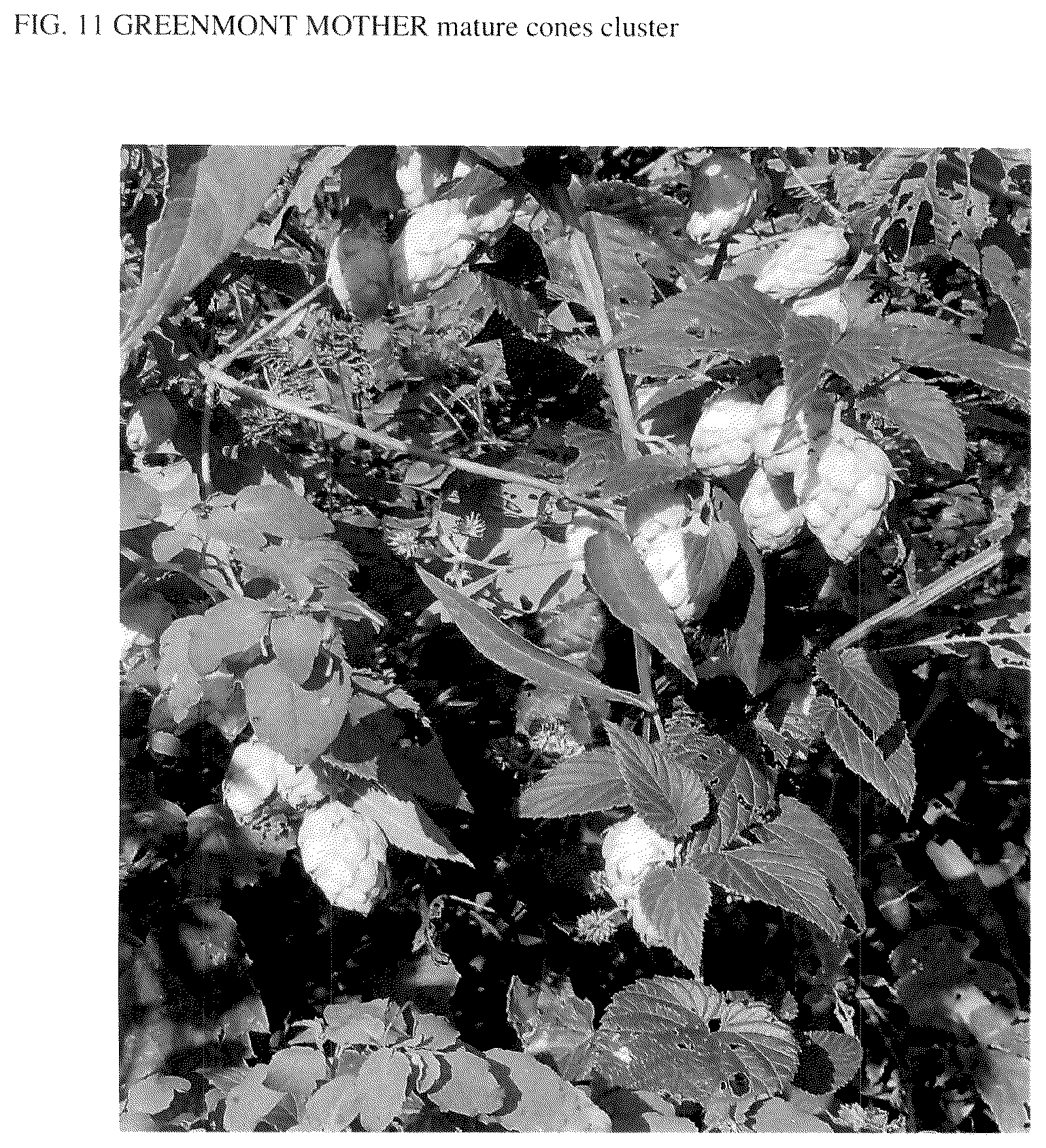 Patent USPP037300 Figure 11 – Hop plant named ‘Greenmont Mother’