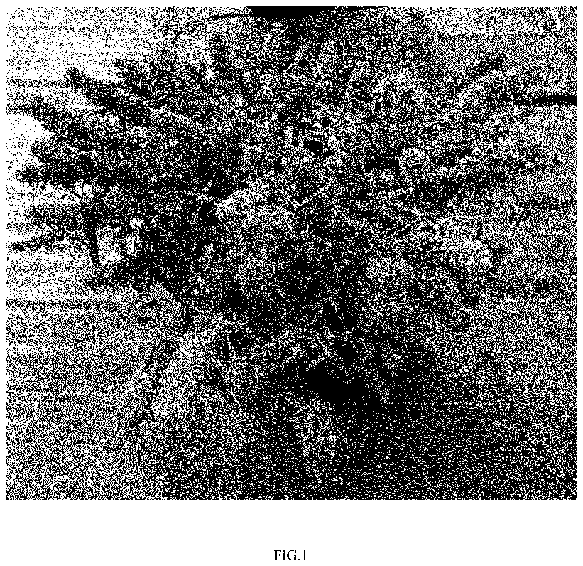 Patent USPP037301 Figure 1 – Buddleja plant named ‘SFF22-062’
