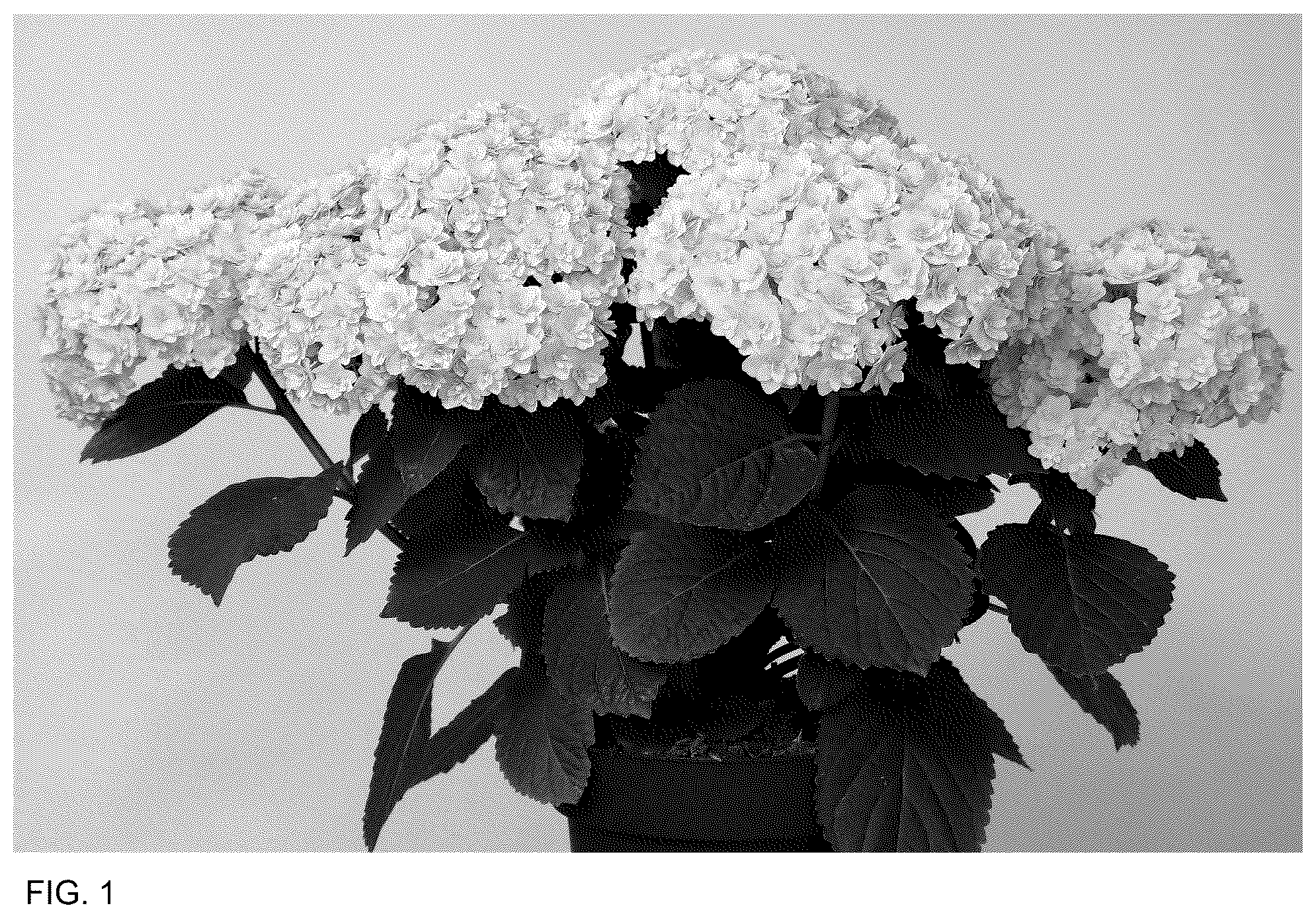 Patent USPP037302 Figure 1 – Hydrangea plant named ‘HORE9306’