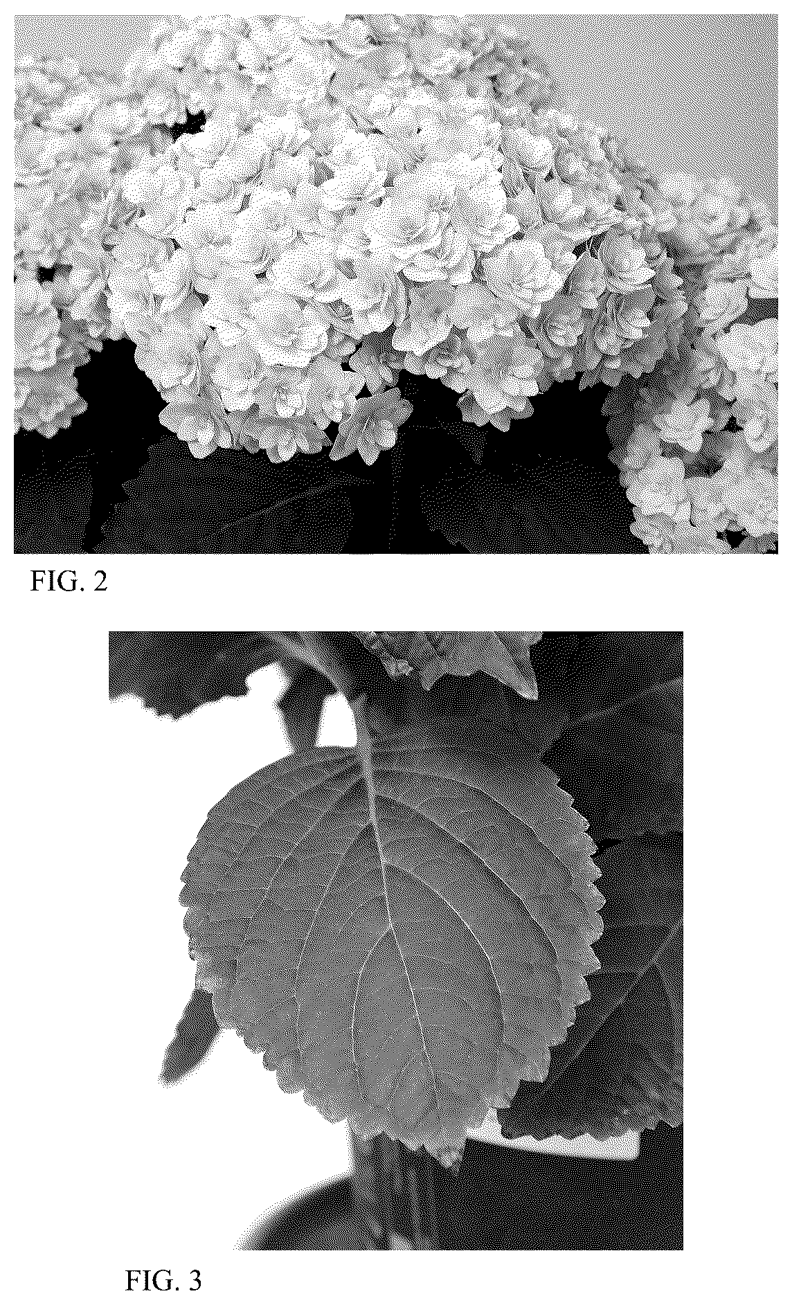 Patent USPP037302 Figure 2 – Hydrangea plant named ‘HORE9306’