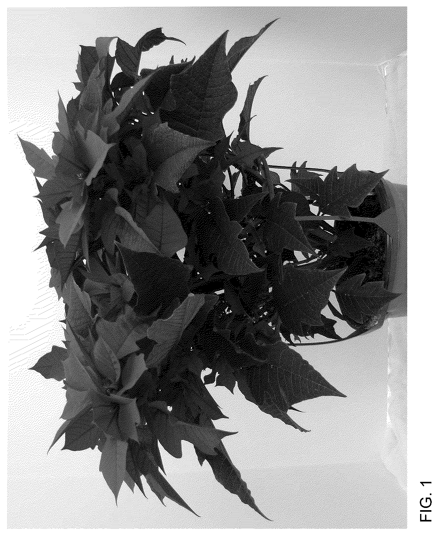 Patent USPP037303 Figure 1 – Poinsettia plant named ‘Doeuprerib’