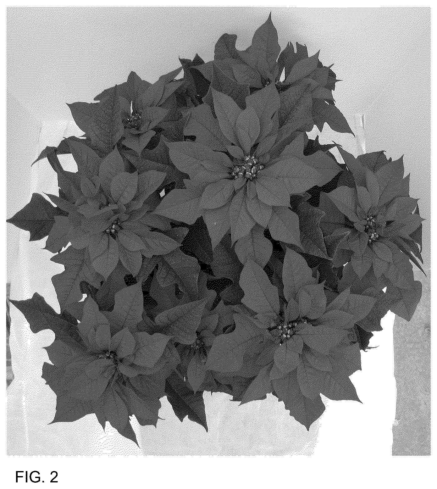 Patent USPP037303 Figure 2 – Poinsettia plant named ‘Doeuprerib’