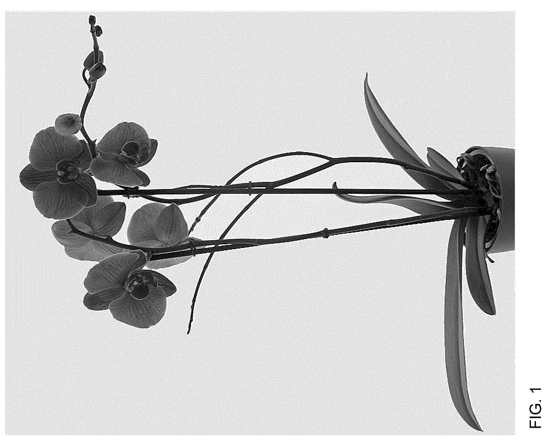 Patent USPP037304 Figure 1 – Phalaenopsis plant named ‘Florichrome’