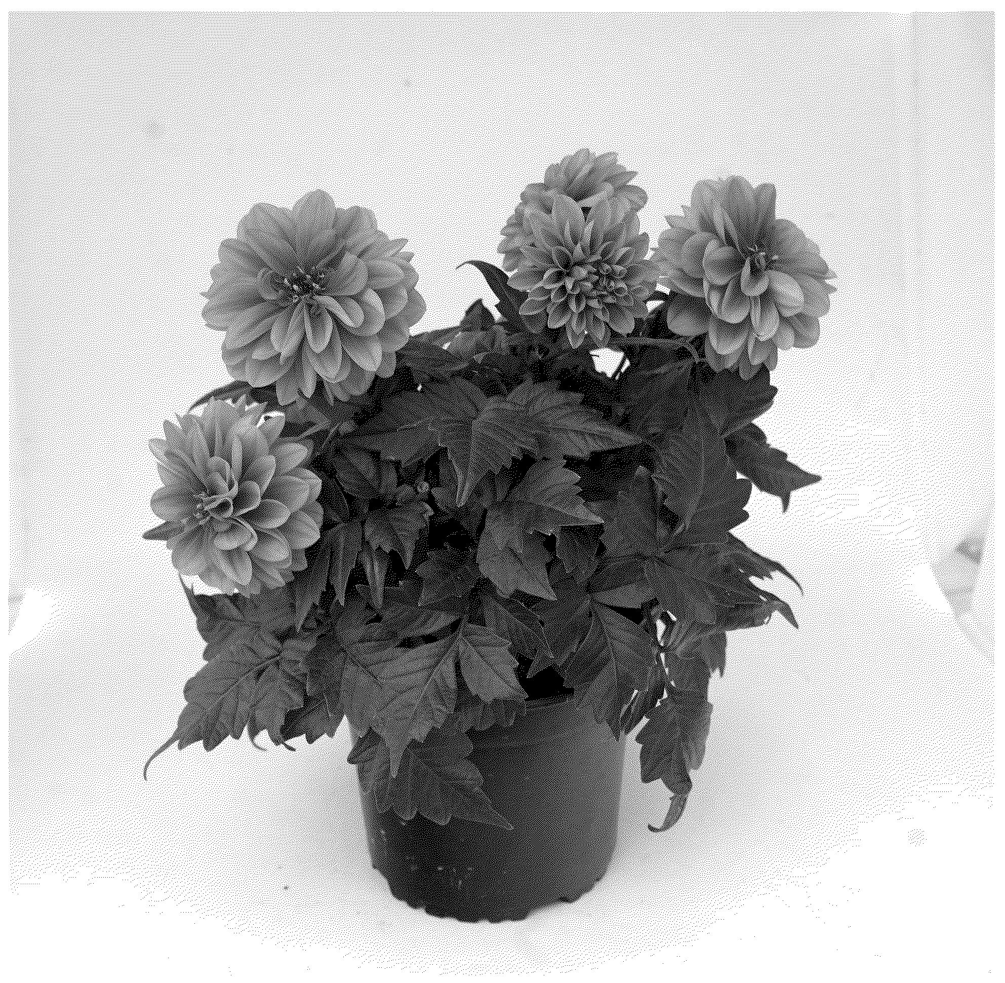 Patent USPP037305 Figure 1 – Dahlia plant named ‘KLEDH22563’