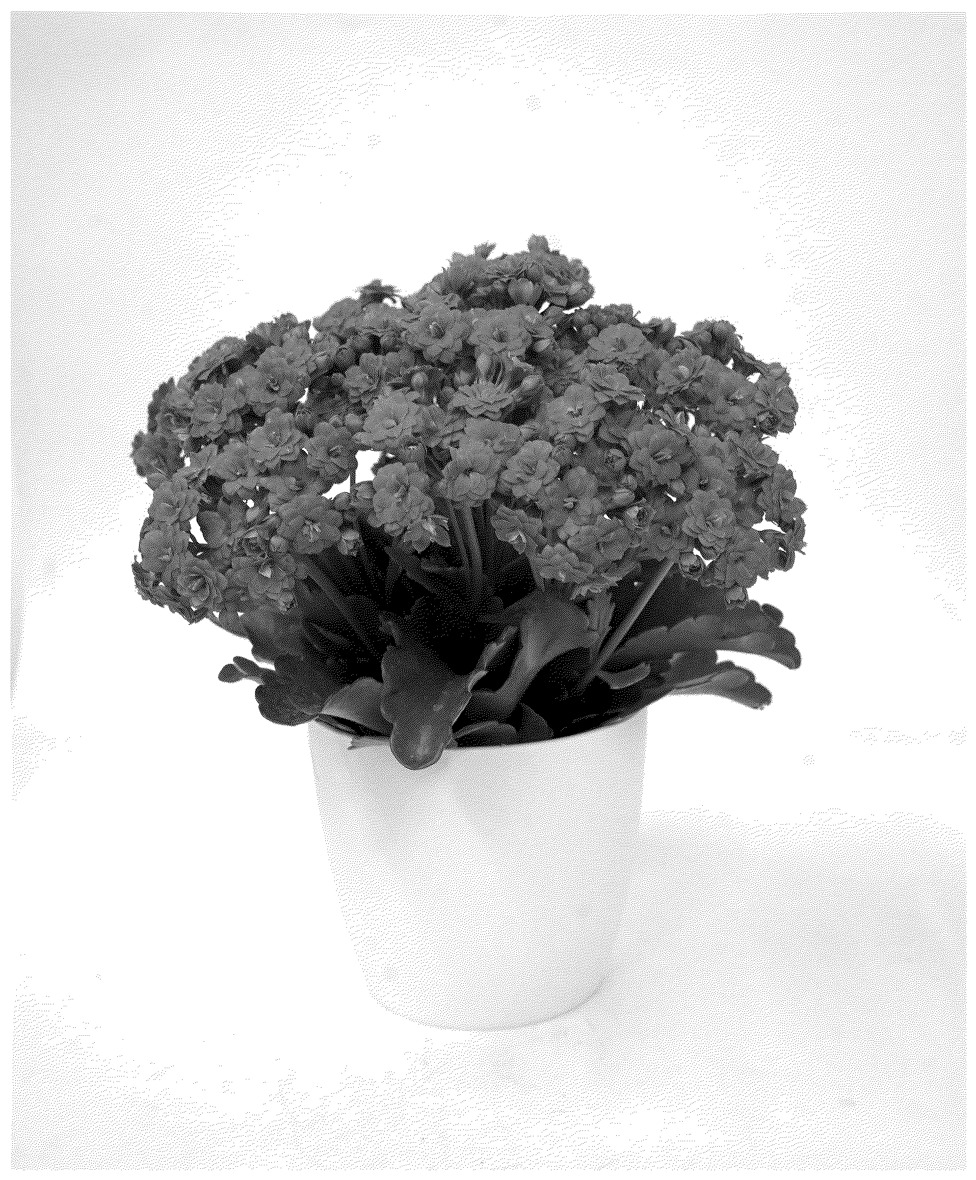 Patent USPP037306 Figure 1 – Kalanchoe plant named ‘KLEKB24054’