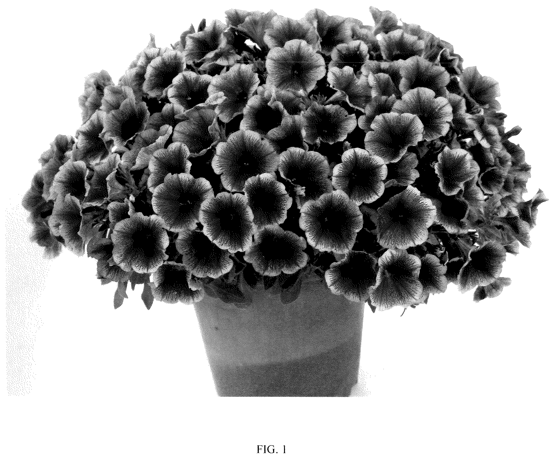 Patent USPP037307 Figure 1 – Petunia plant named ‘dpetcpfclc’