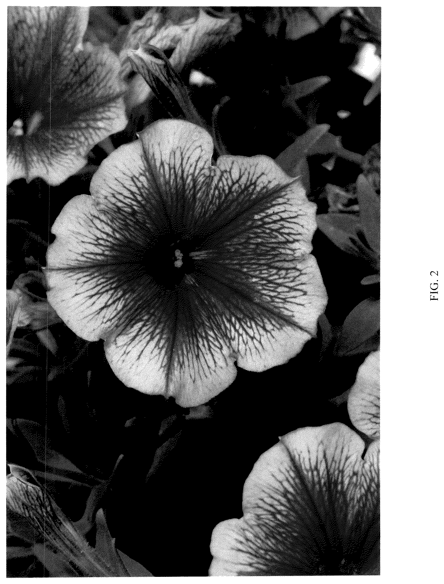 Patent USPP037307 Figure 2 – Petunia plant named ‘dpetcpfclc’