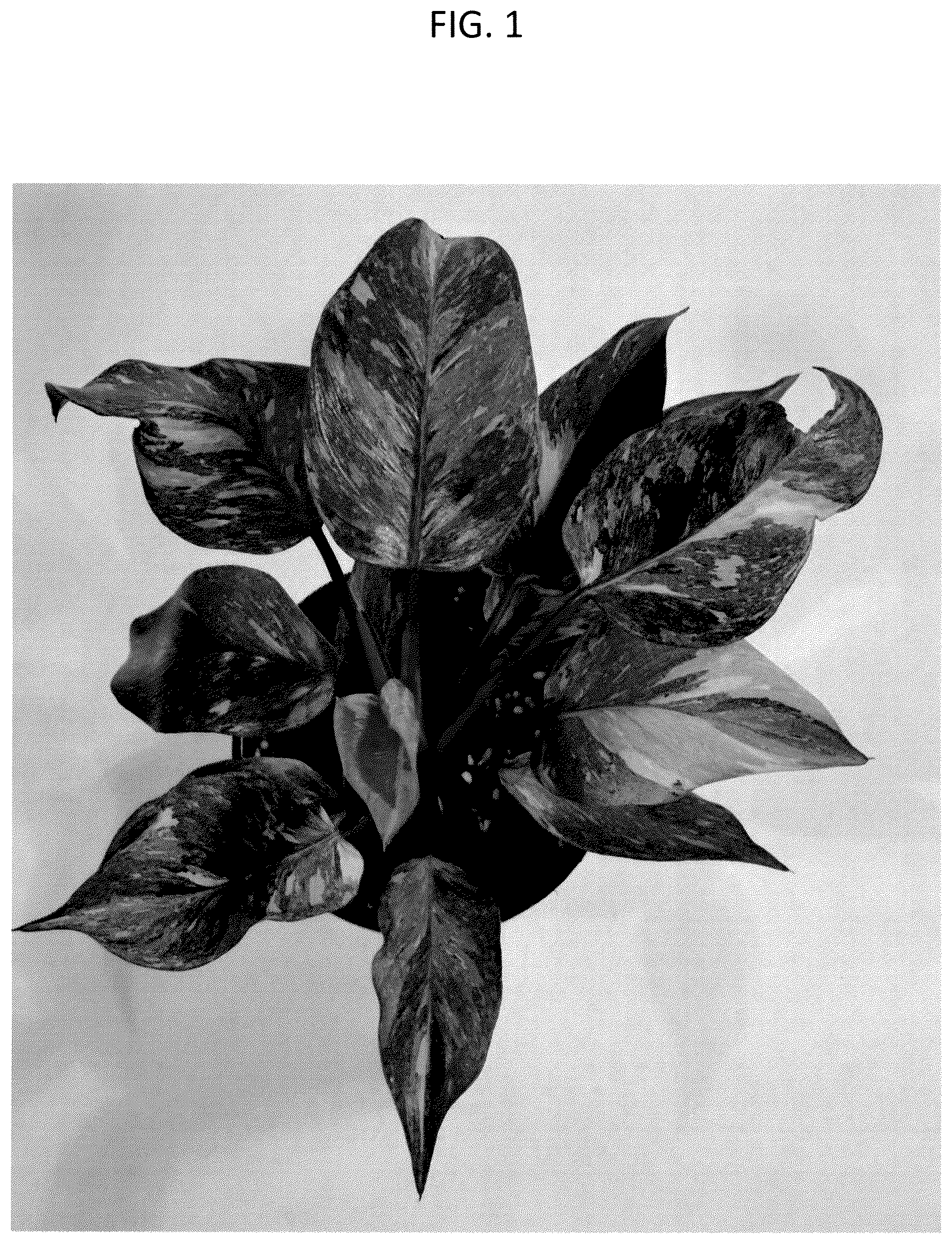 Patent USPP037308 Figure 1 – Philodendron plant named ‘BVCL01’