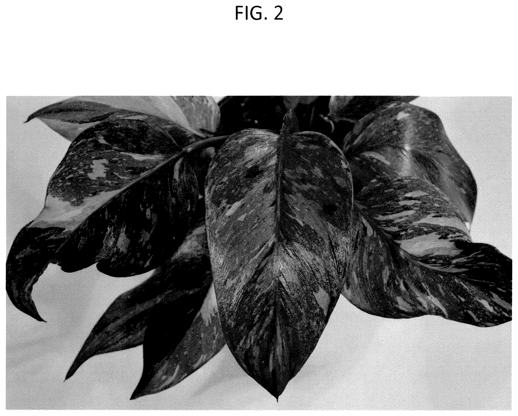 Patent USPP037308 Figure 2 – Philodendron plant named ‘BVCL01’