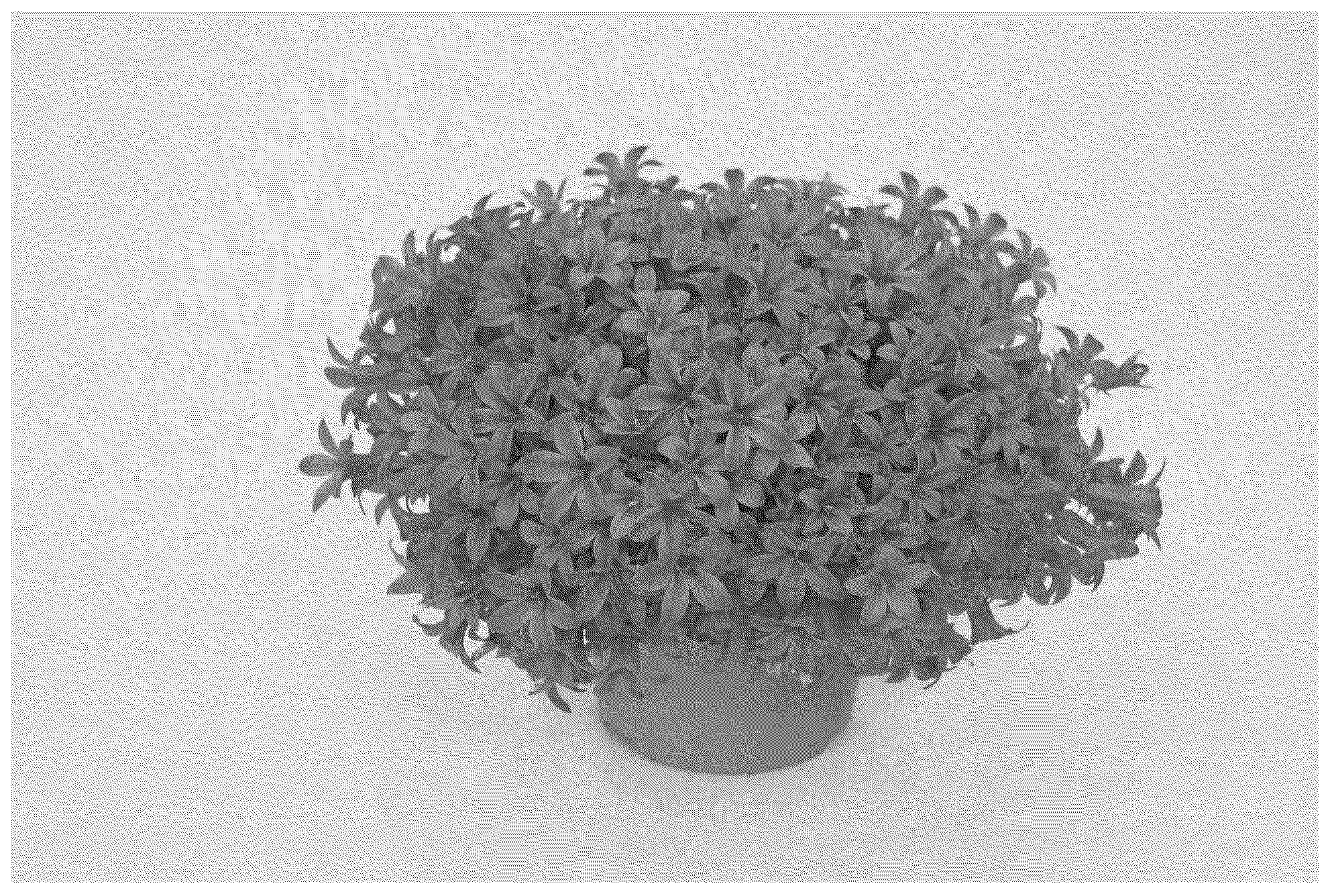 Patent USPP037309 Figure 1 – Campanula plant named ‘KLECN23085’