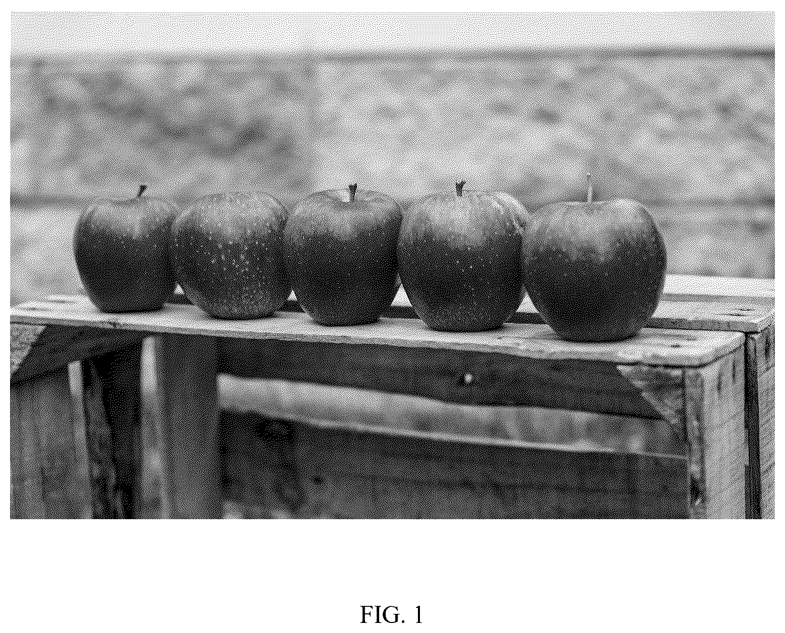 Patent USPP037328 — Apple tree named ‘MAIA-RZ’ — Figure 1