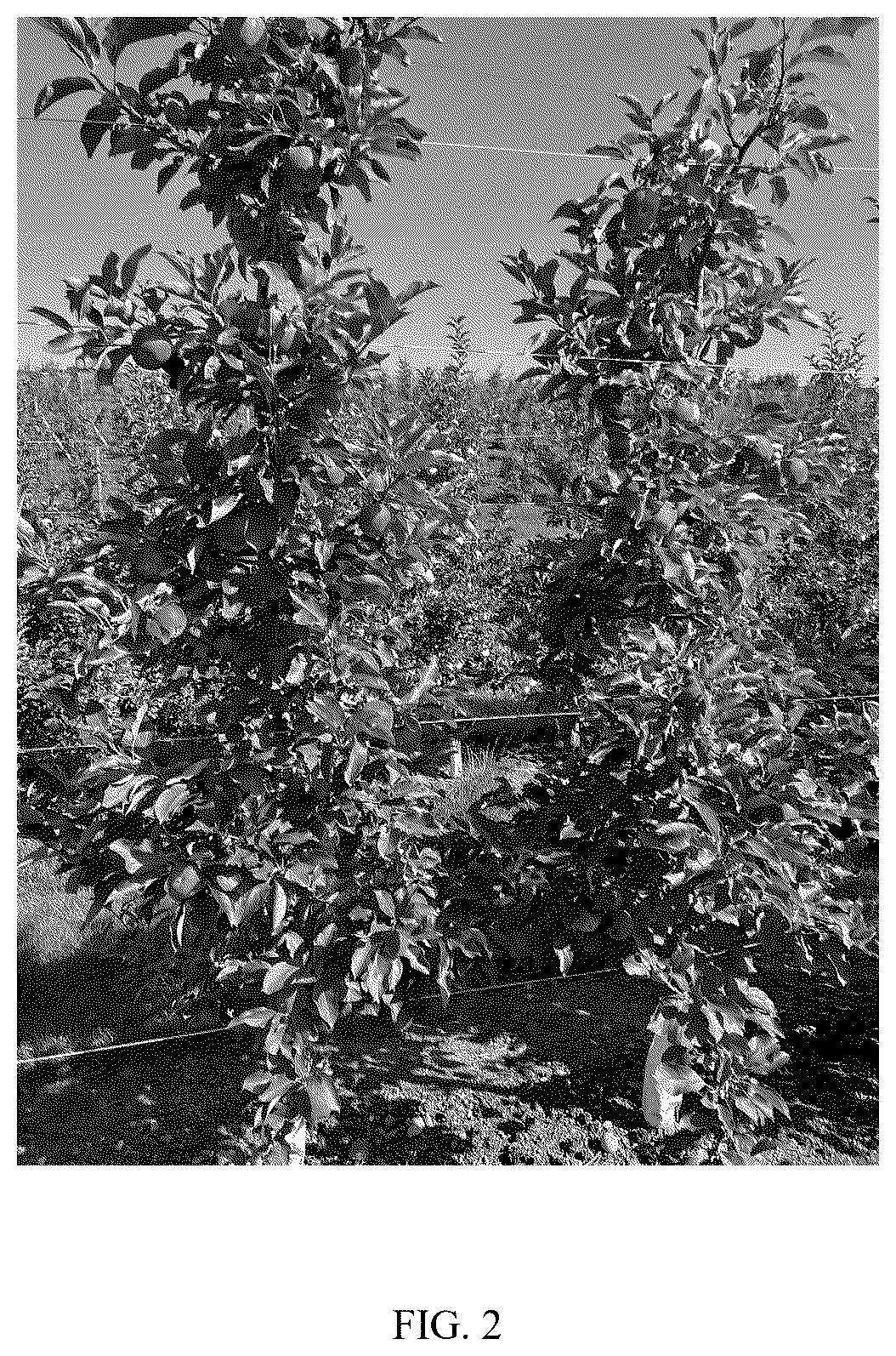 Patent USPP037328 Figure 2 – Apple tree named ‘MAIA-RZ’