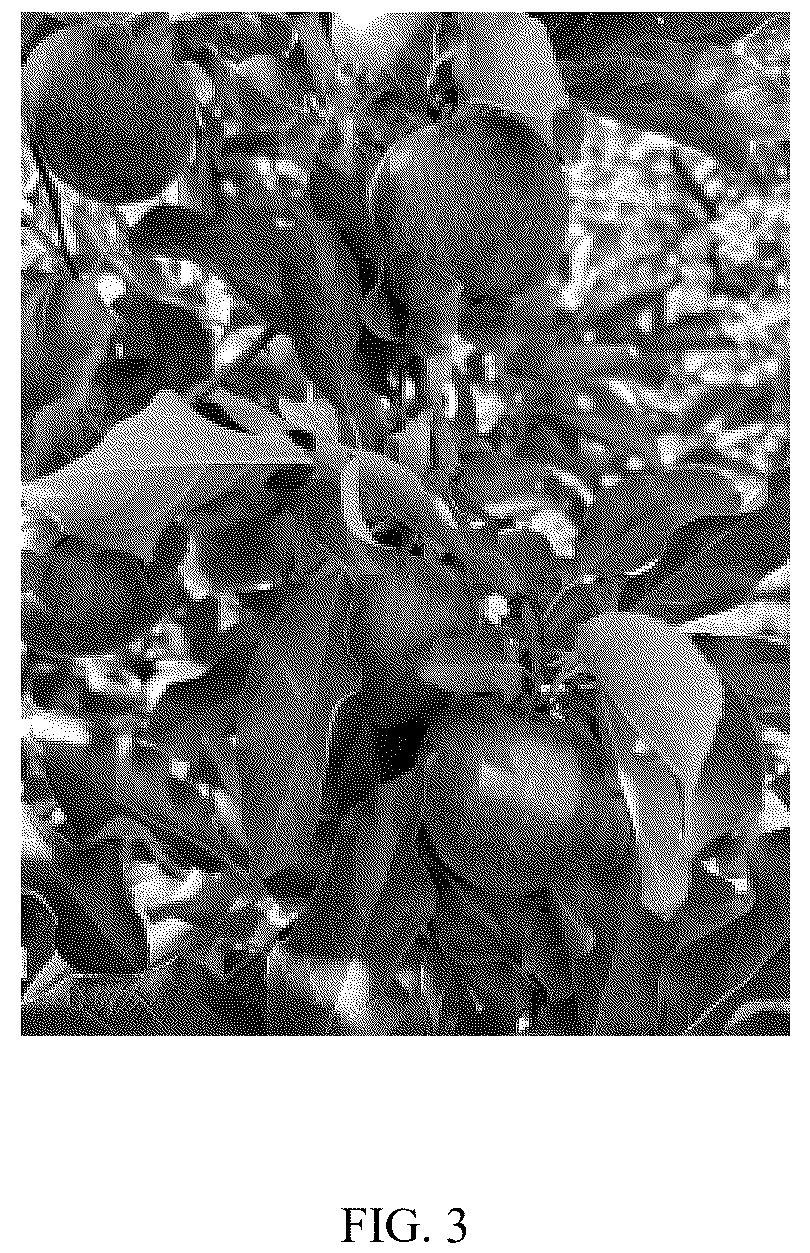 Patent USPP037328 Figure 3 – Apple tree named ‘MAIA-RZ’