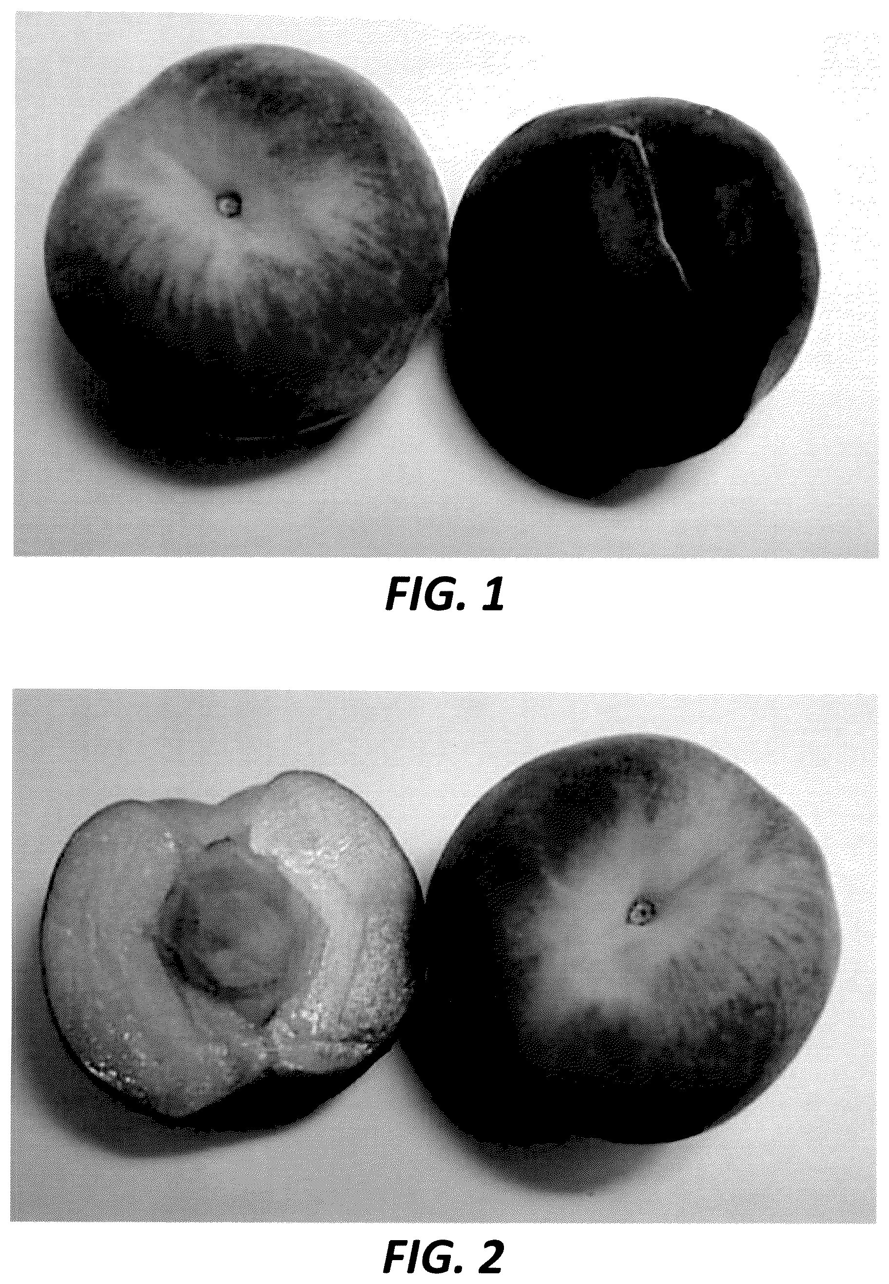 Patent USPP037329 Figure 1 – Peach tree named ‘Threefoldpeachone’