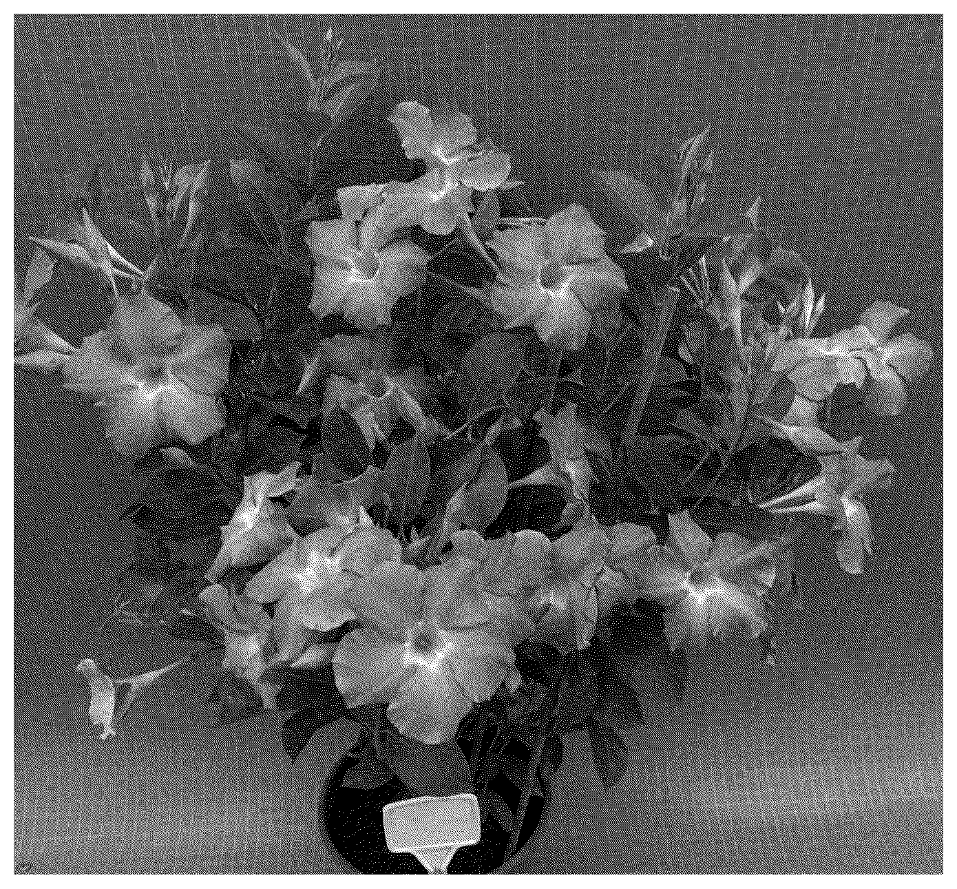 Patent USPP037330 Figure 1 – Mandevilla plant named ‘TVMD1330’