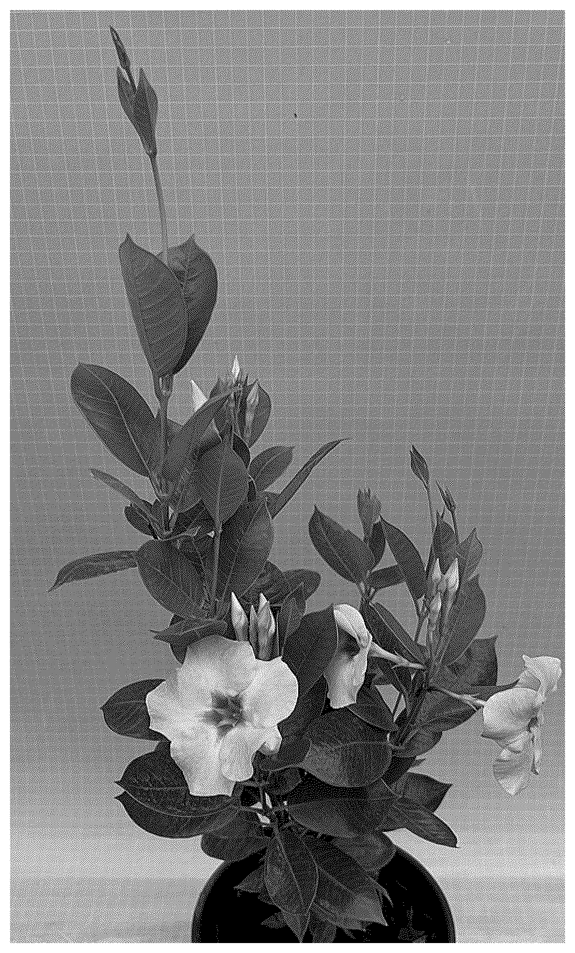 Patent USPP037331 Figure 1 – Mandevilla plant named ‘TVMD1573’
