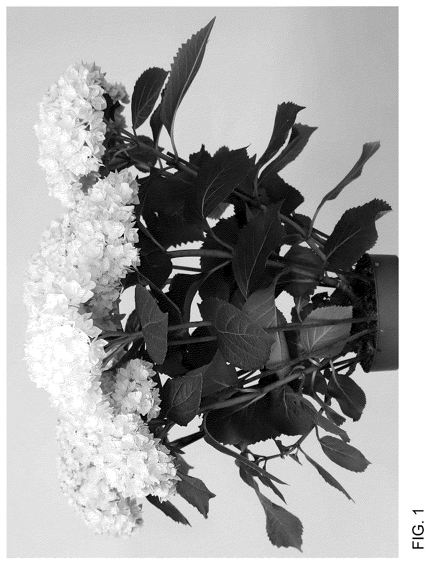 Patent USPP037332 — Hydrangea plant named ‘HORE9311’ — Figure 1