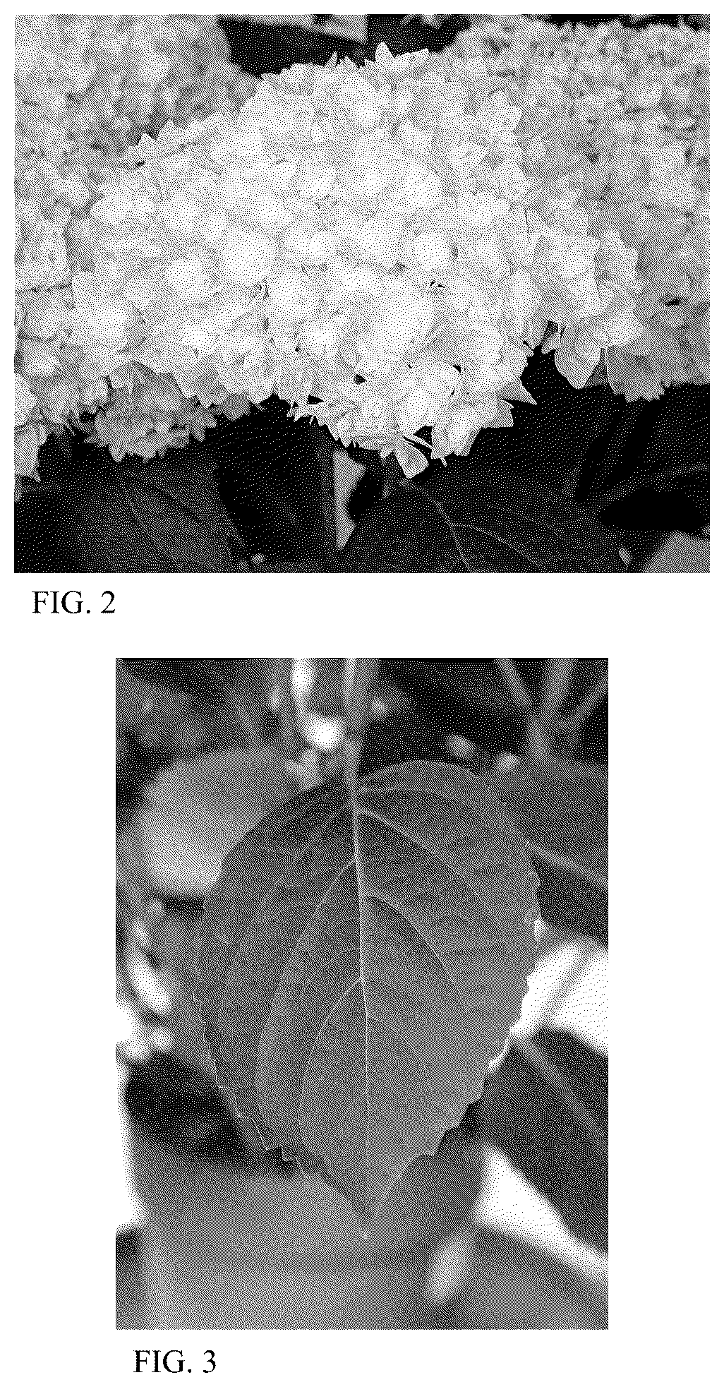 Patent USPP037332 Figure 2 – Hydrangea plant named ‘HORE9311’