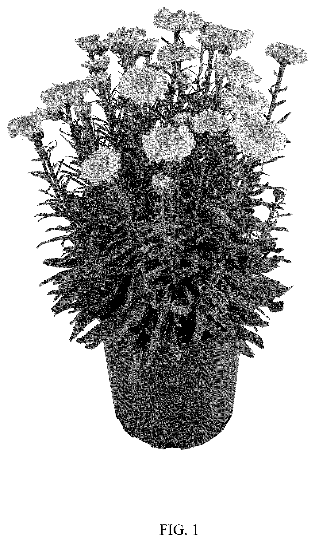 Patent USPP037333 — Leucanthemum plant named ‘Real Jewel’ — Figure 1