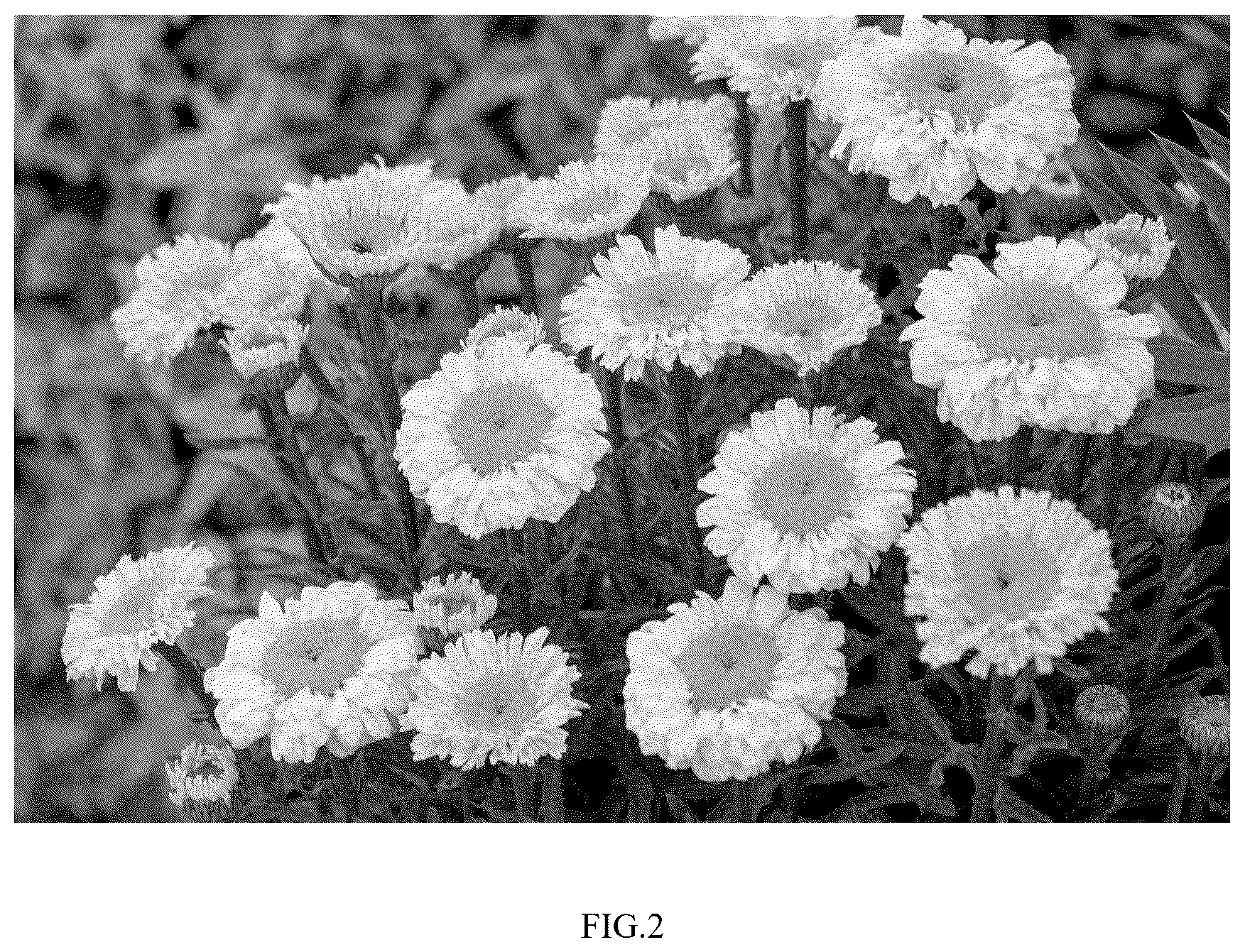 Patent USPP037333 Figure 2 – Leucanthemum plant named ‘Real Jewel’