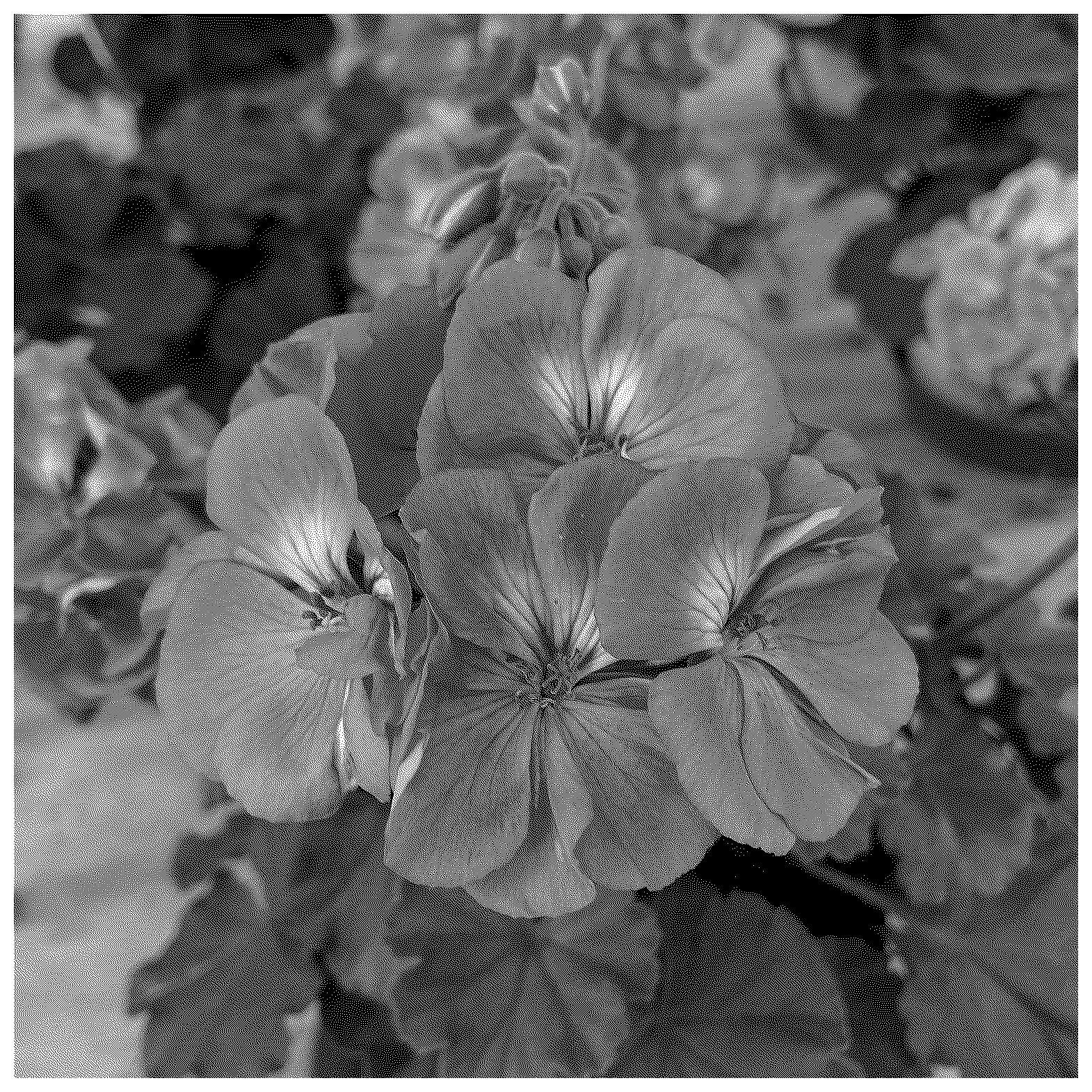 Patent USPP037334 Figure 1 – Pelargonium plant named ‘KLEPZ24856’
