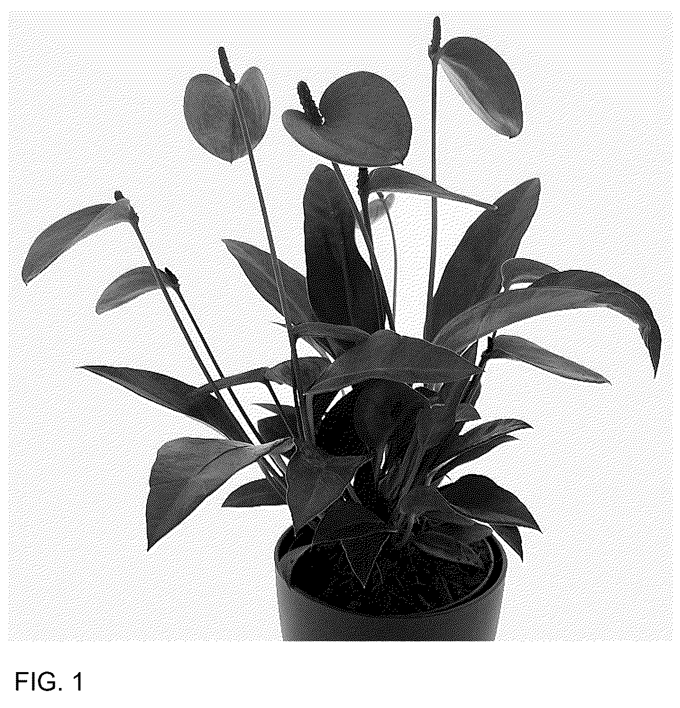 Patent USPP037335 Figure 1 – Anthurium plant named ‘AN2181990’