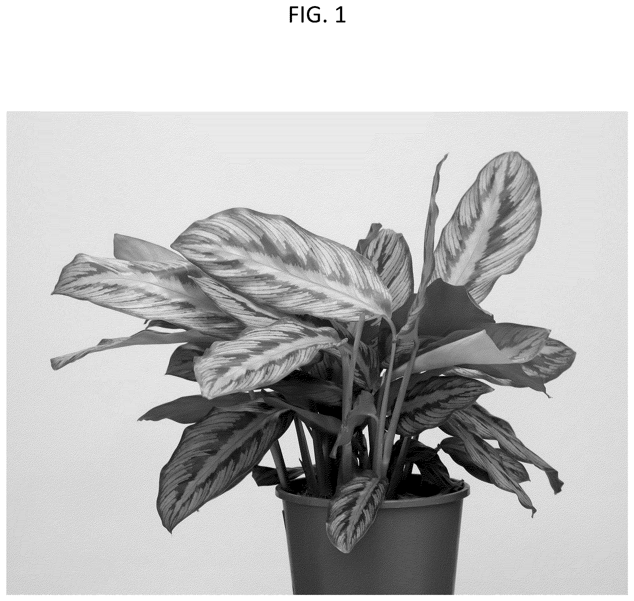 Patent USPP037336 Figure 1 – Calathea plant named ‘HGV25’