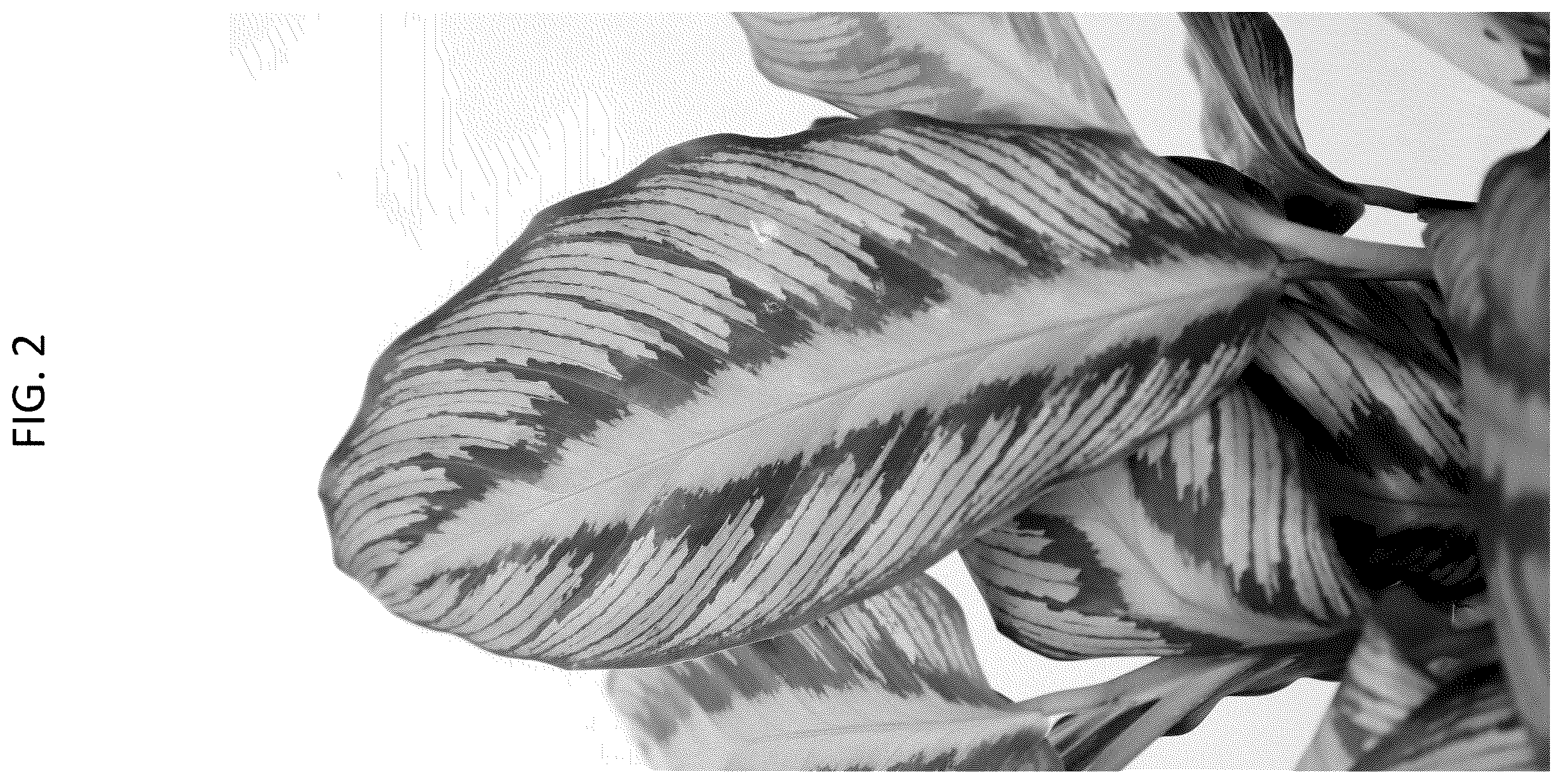 Patent USPP037336 Figure 2 – Calathea plant named ‘HGV25’