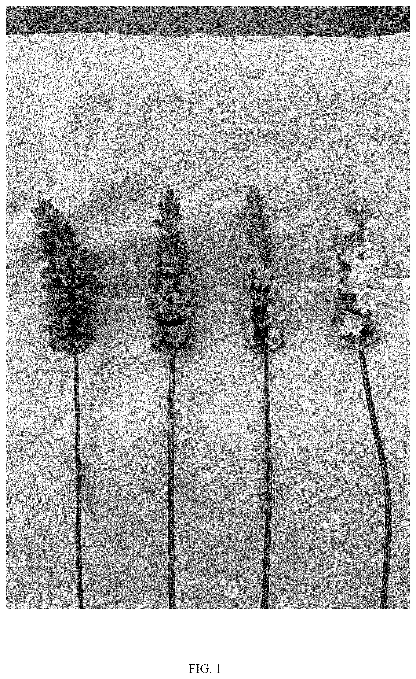 Patent USPP037337 — Hybrid lavender plant named ‘SENS-M1’ — Figure 1