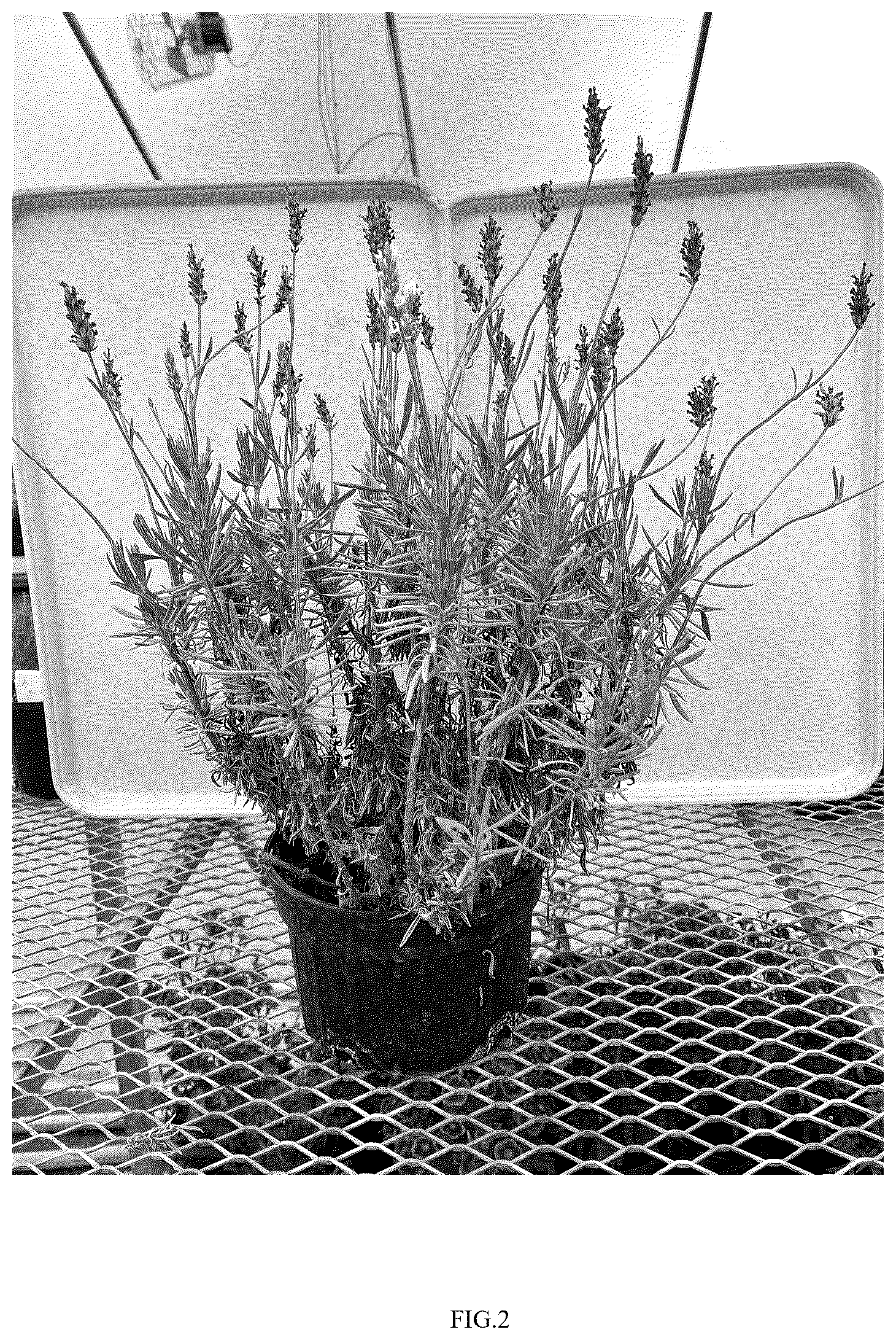 Patent USPP037337 Figure 2 – Hybrid lavender plant named ‘SENS-M1’