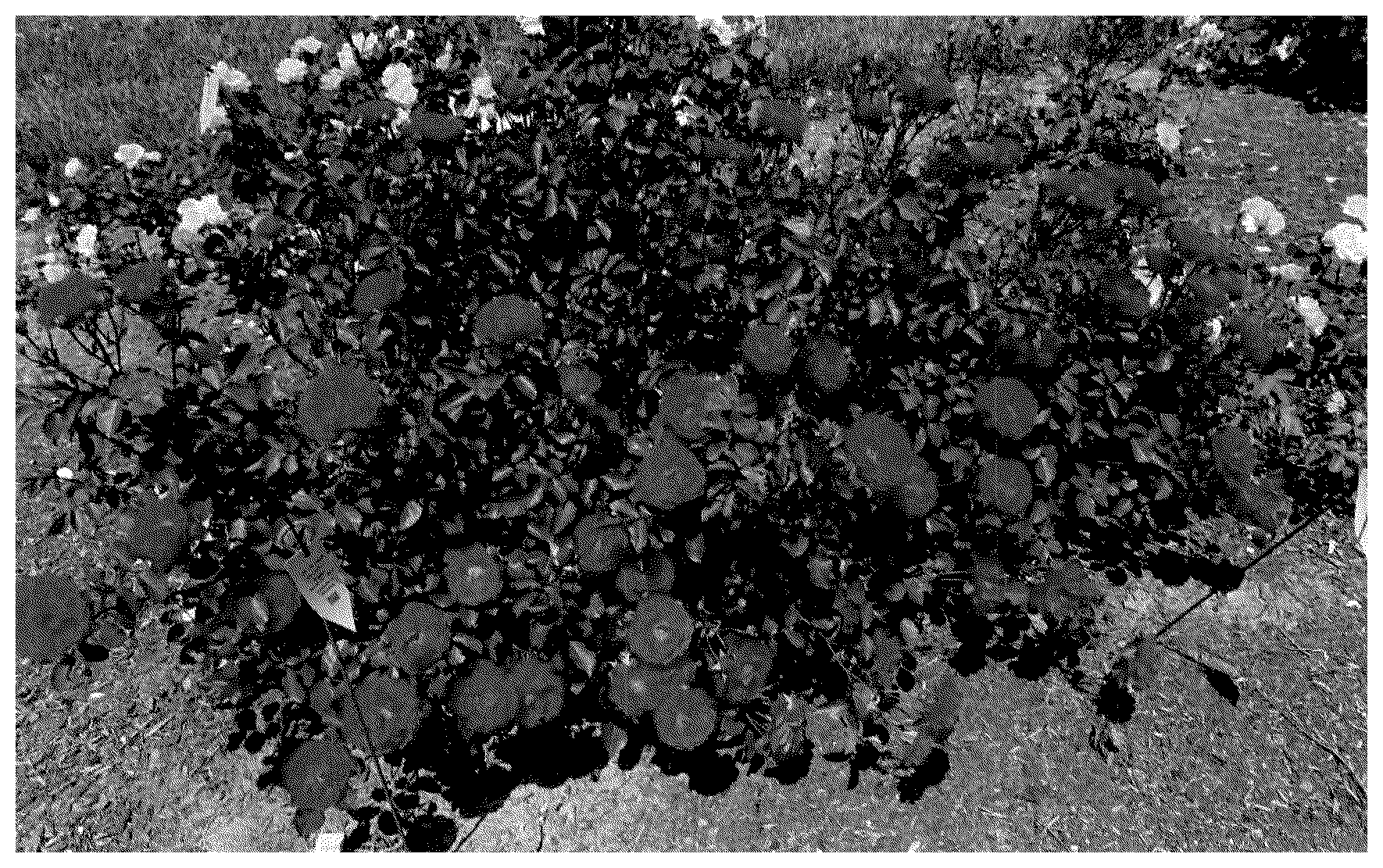 Patent USPP037338 Figure 1 – Grandiflora rose plant named ‘Radtriple’