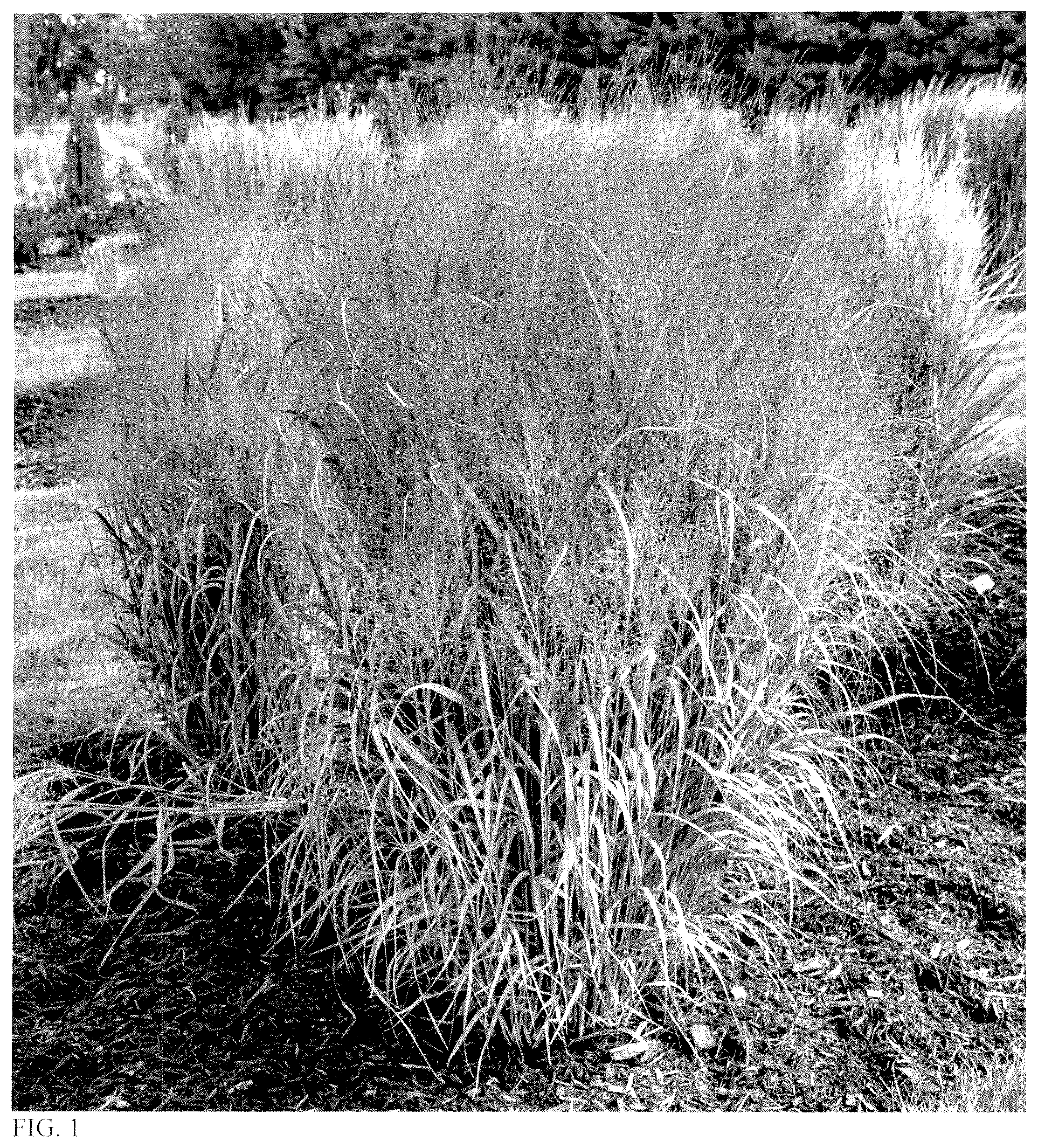 Patent USPP037339 Figure 1 – Panicum plant named ‘October Sky’