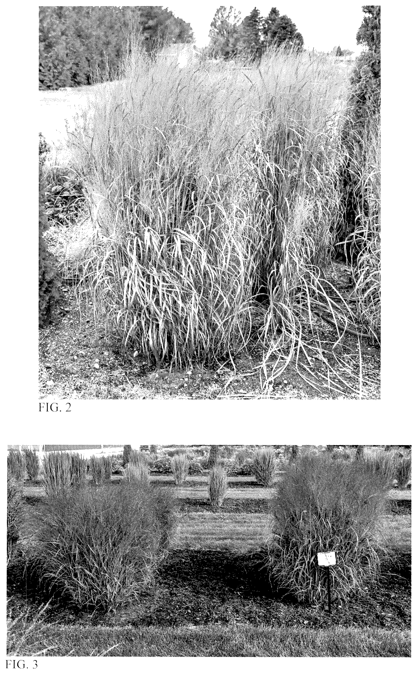 Patent USPP037339 Figure 2 – Panicum plant named ‘October Sky’