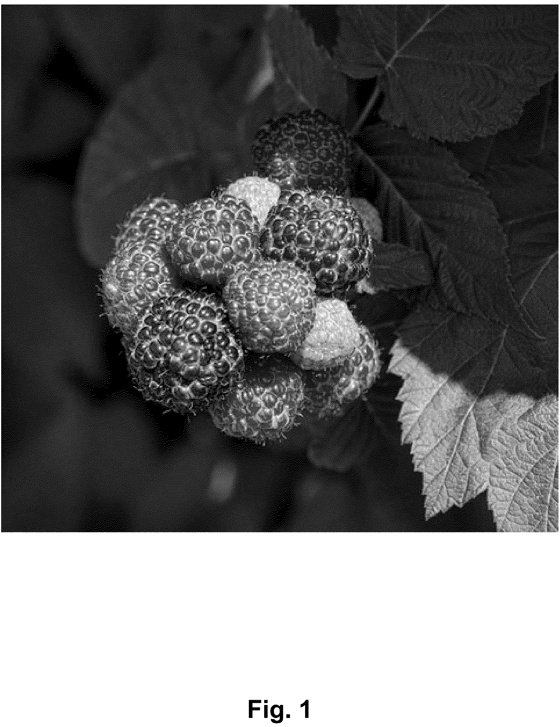 Patent USPP037340 — Black raspberry plant named ‘Shekinah Tahi’ — Figure 1