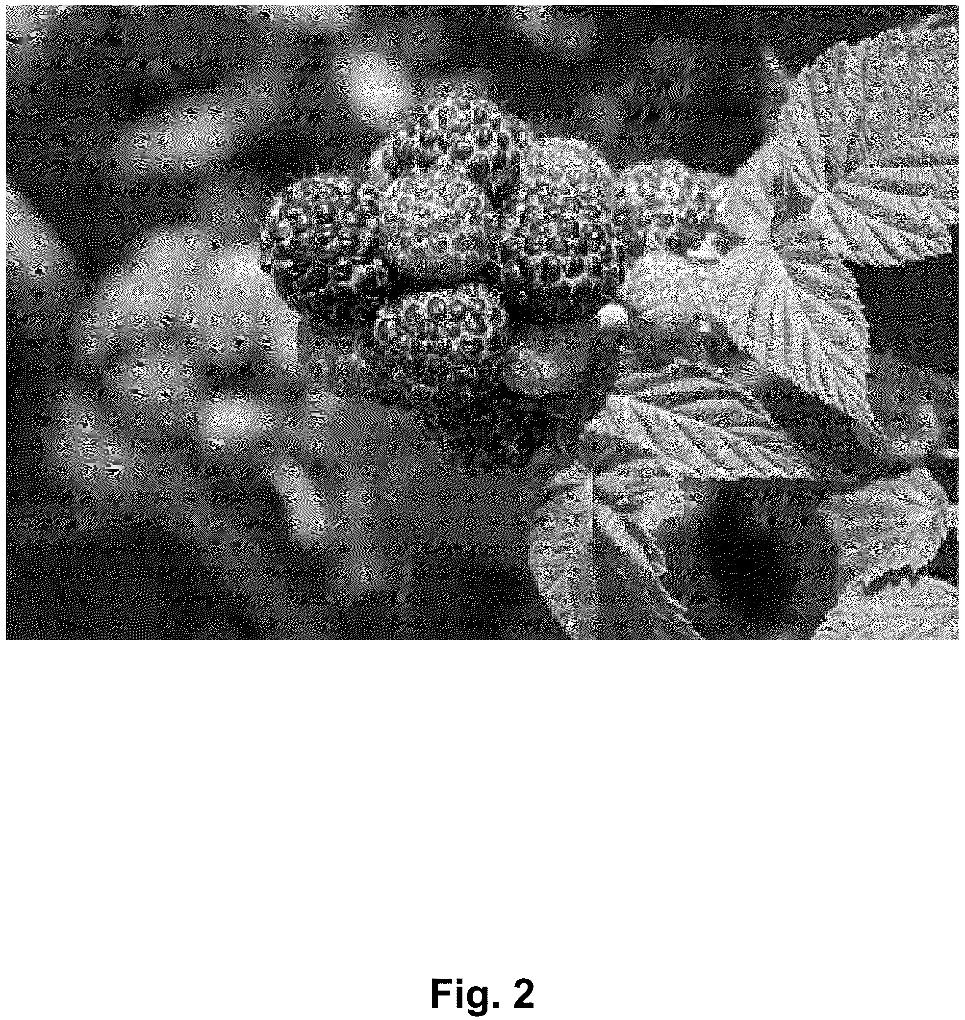 Patent USPP037340 Figure 2 – Black raspberry plant named ‘Shekinah Tahi’
