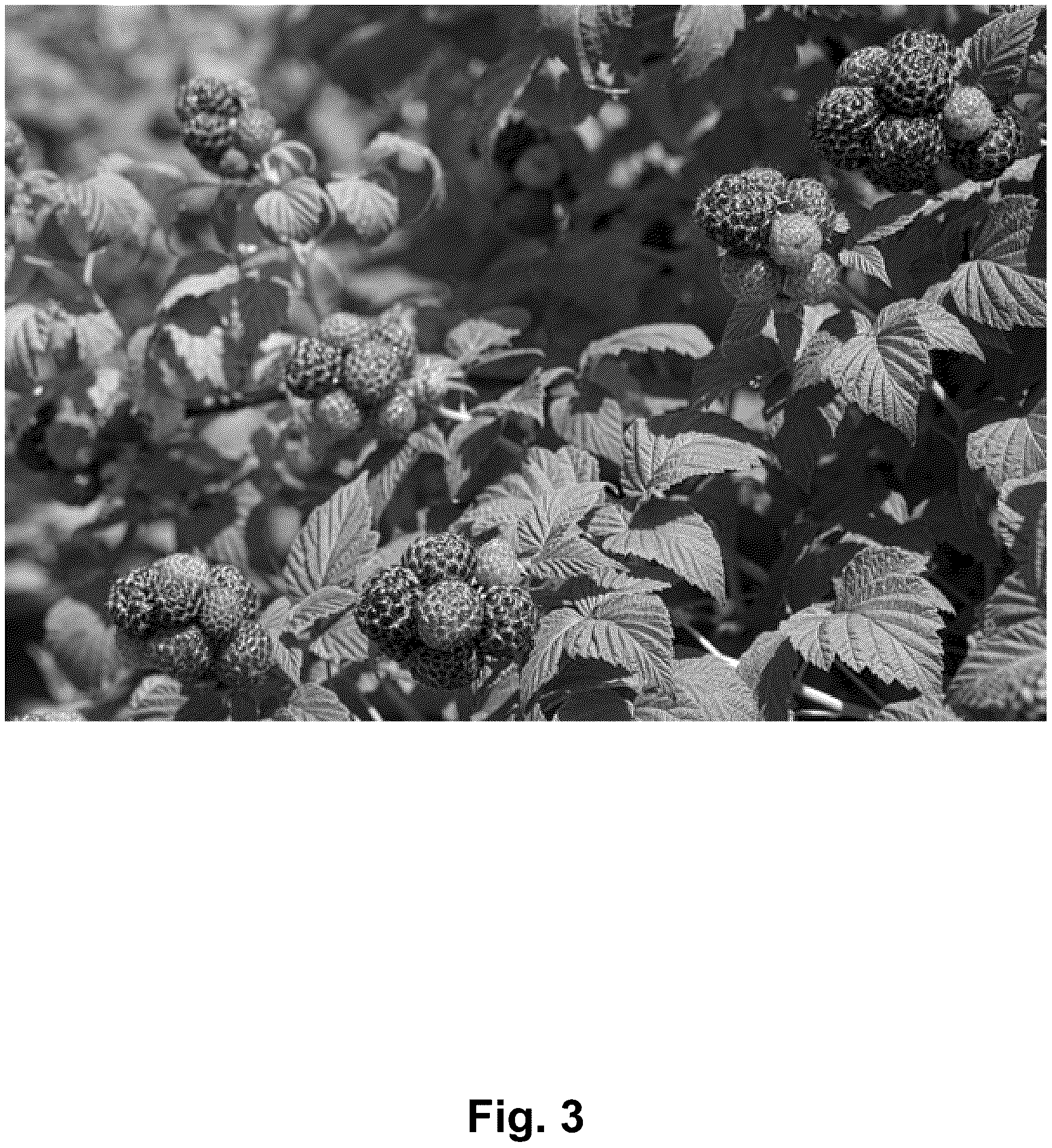Patent USPP037340 Figure 3 – Black raspberry plant named ‘Shekinah Tahi’