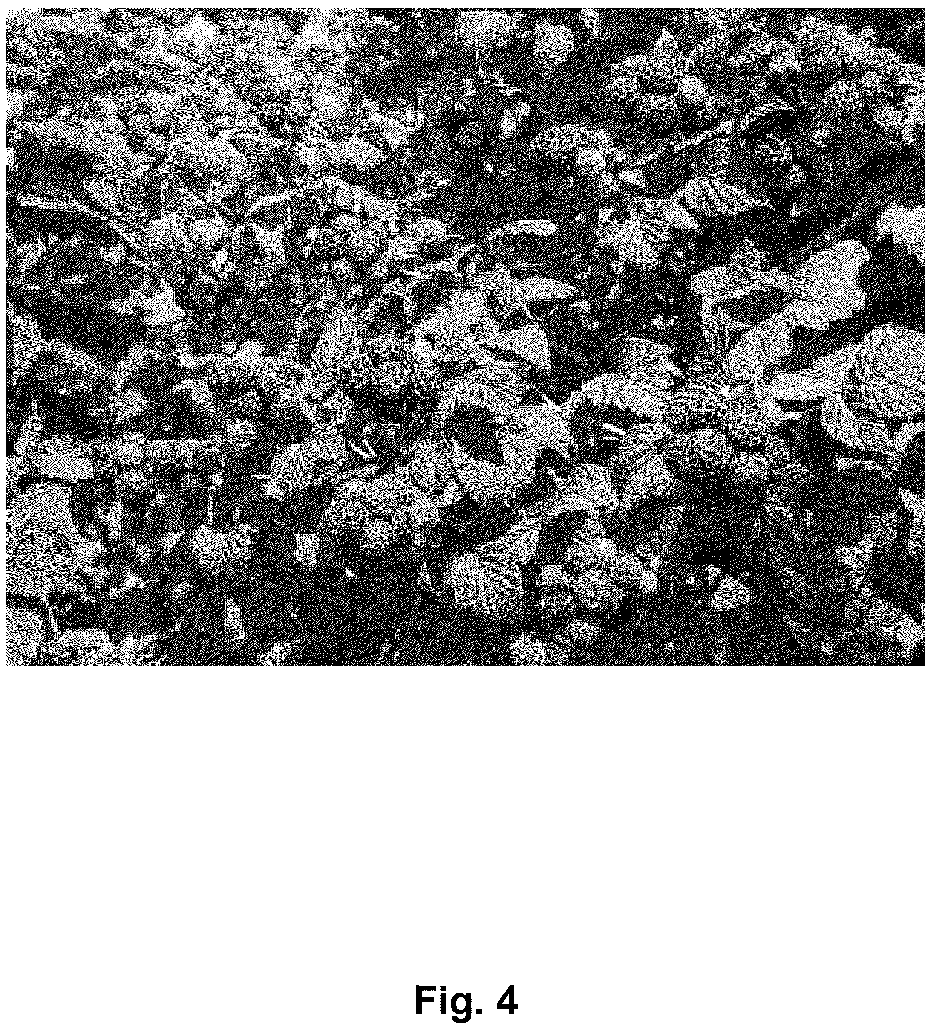 Patent USPP037340 Figure 4 – Black raspberry plant named ‘Shekinah Tahi’