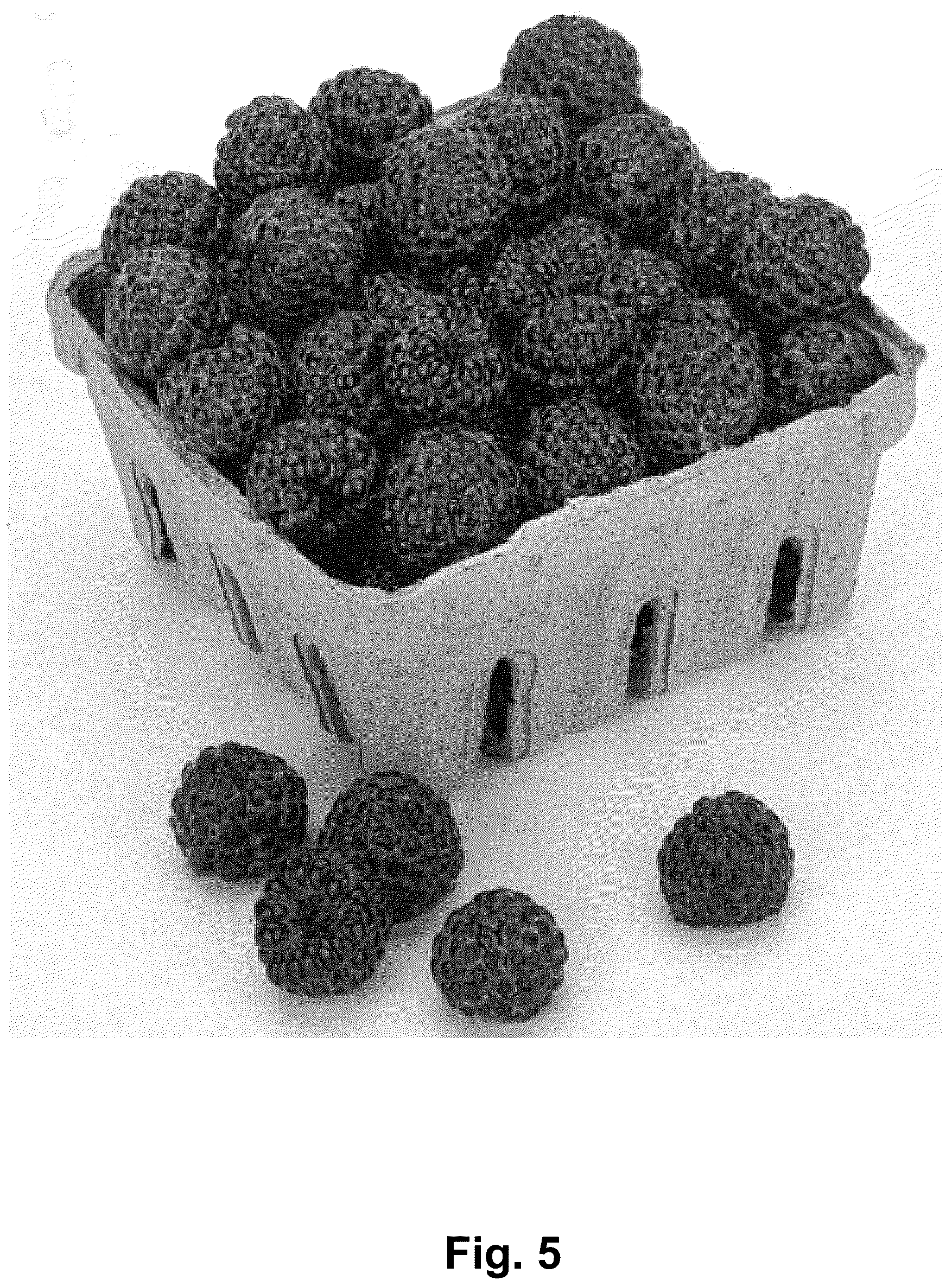Patent USPP037340 Figure 5 – Black raspberry plant named ‘Shekinah Tahi’