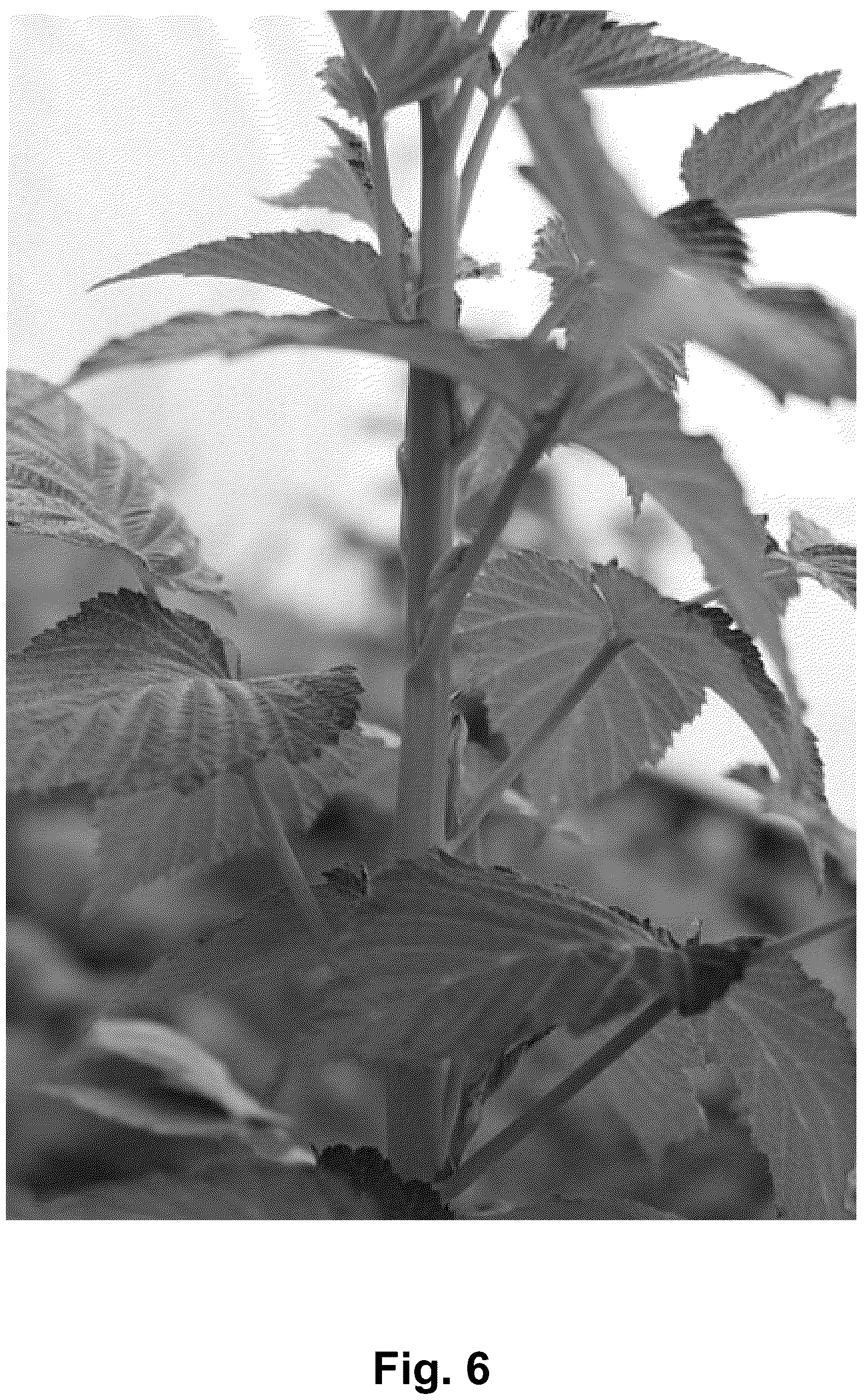 Patent USPP037340 Figure 6 – Black raspberry plant named ‘Shekinah Tahi’