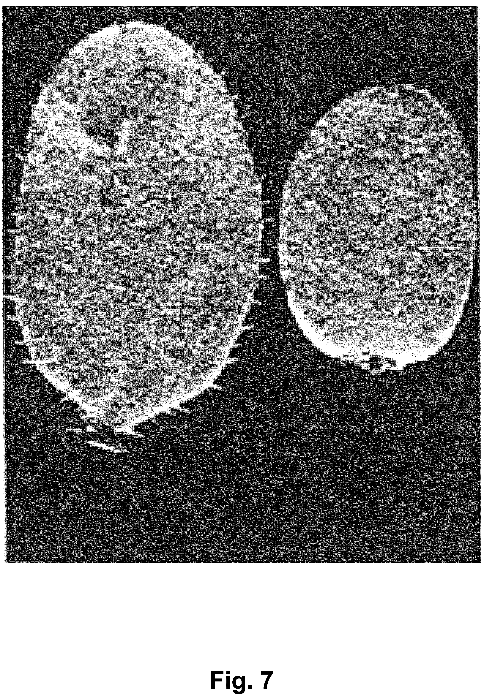 Patent USPP037340 Figure 7 – Black raspberry plant named ‘Shekinah Tahi’