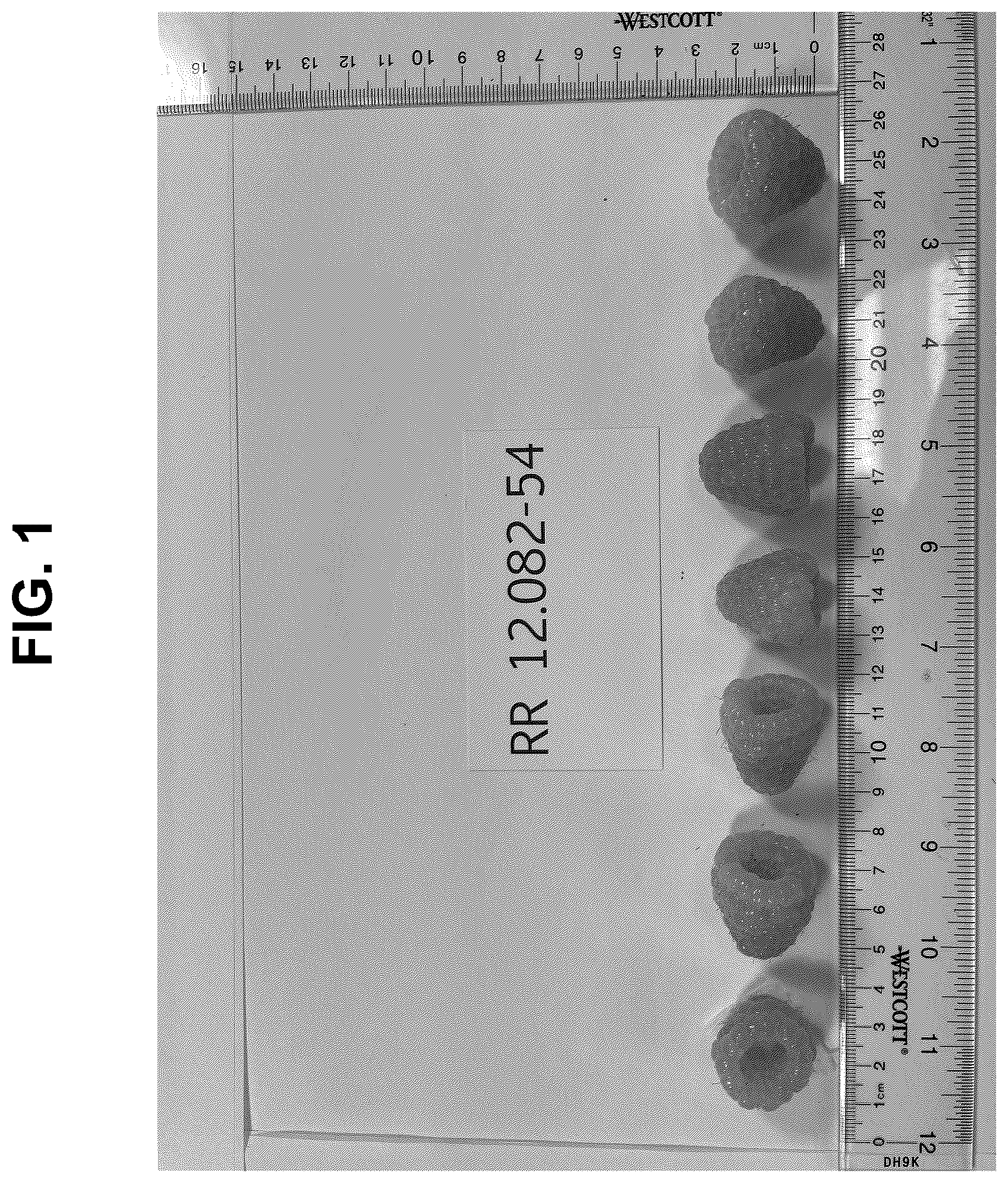 Patent USPP037341 Figure 1 – Raspberry plant named ‘PS-12.082-54’