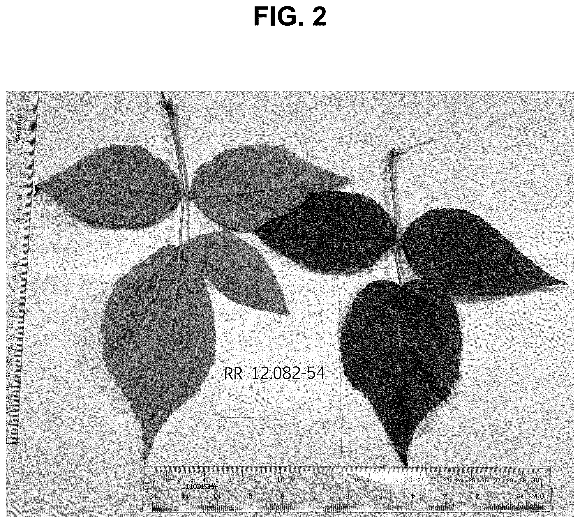 Patent USPP037341 Figure 2 – Raspberry plant named ‘PS-12.082-54’