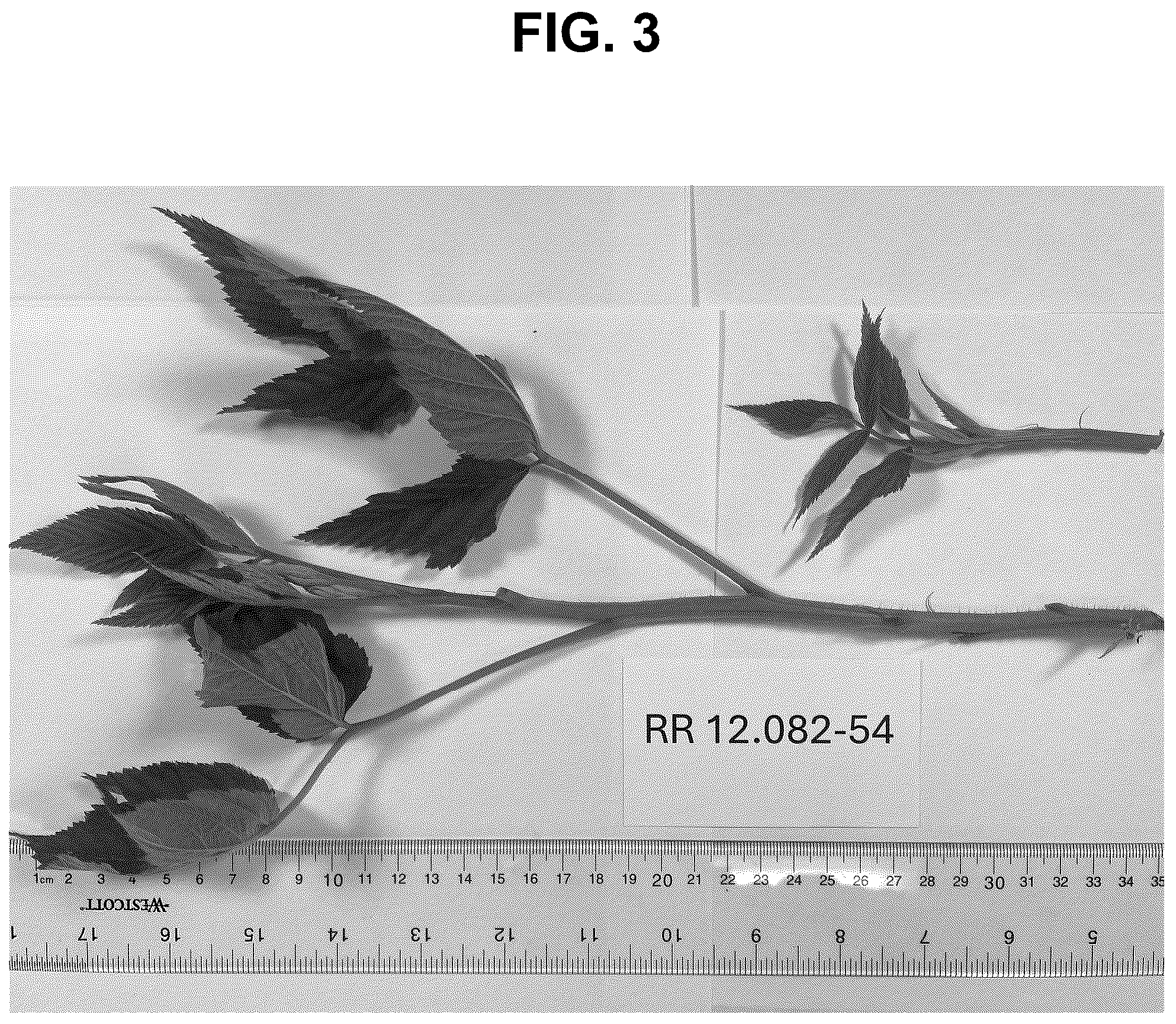 Patent USPP037341 Figure 3 – Raspberry plant named ‘PS-12.082-54’